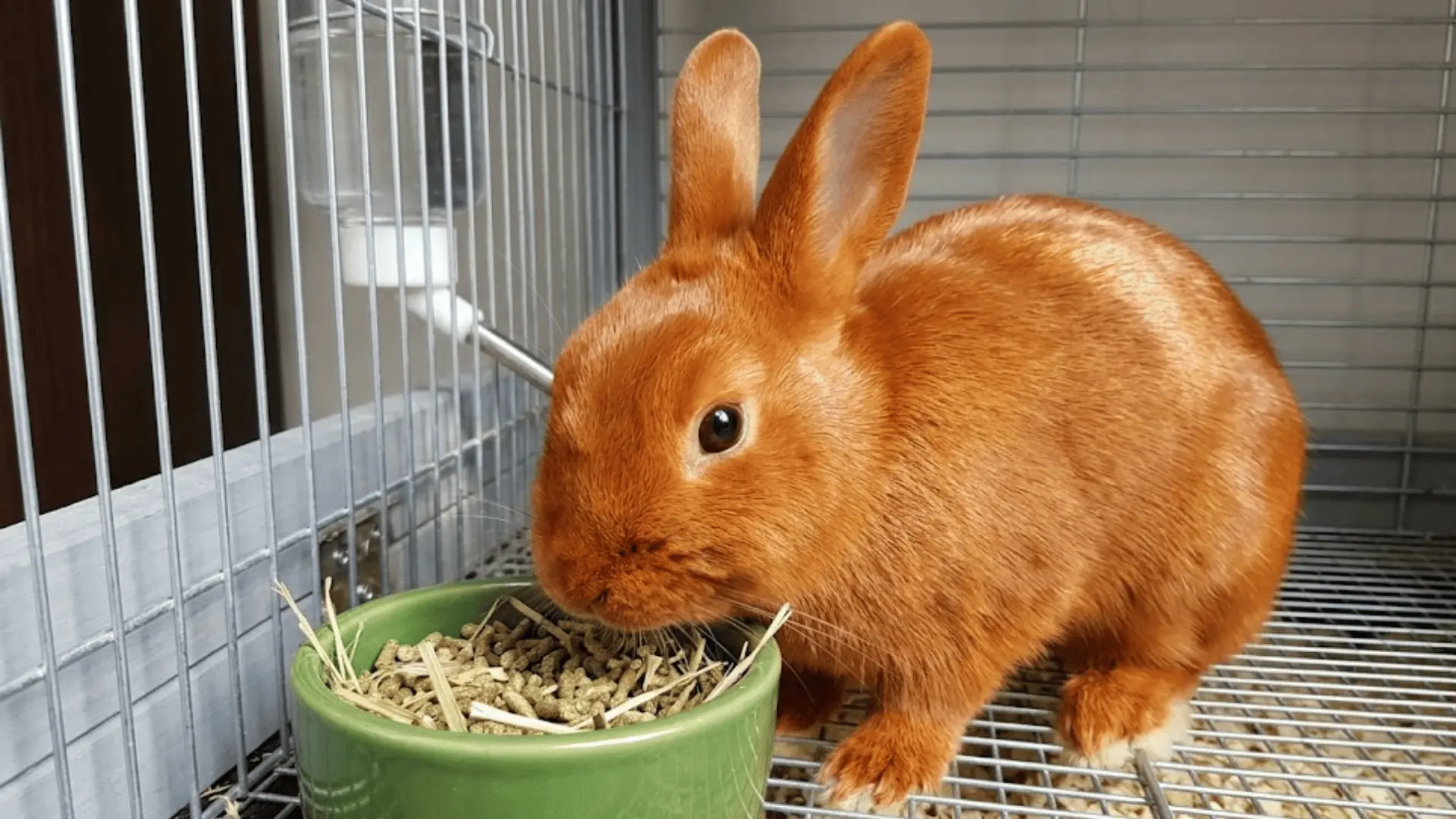 A shiny, copper-colored Mini Satin rabbit eating from a green bowl inside a wire enclosure.
