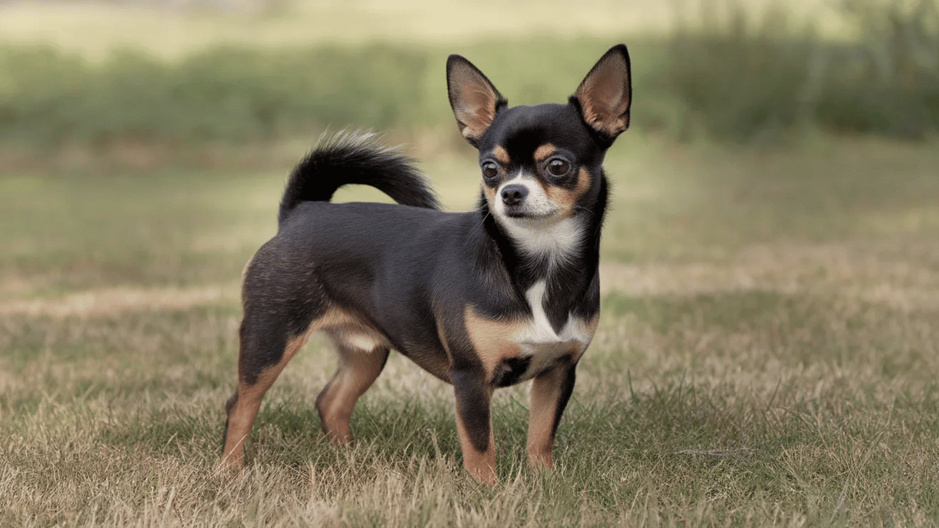 A short body black and tan Chihuahua stands outdoors on grass
