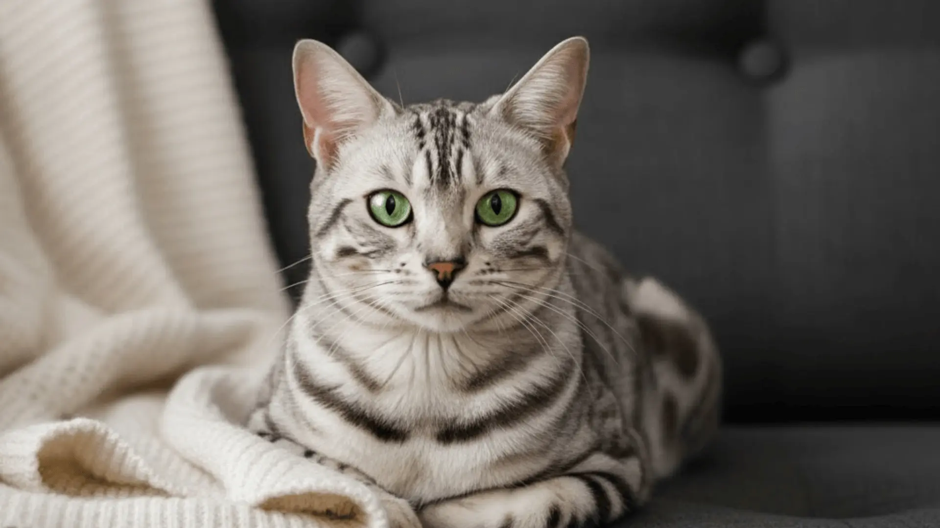 A silver Bengal cat with striking green eyes lounging comfortably on a dark grey tufted sofa next to a knit blanket
