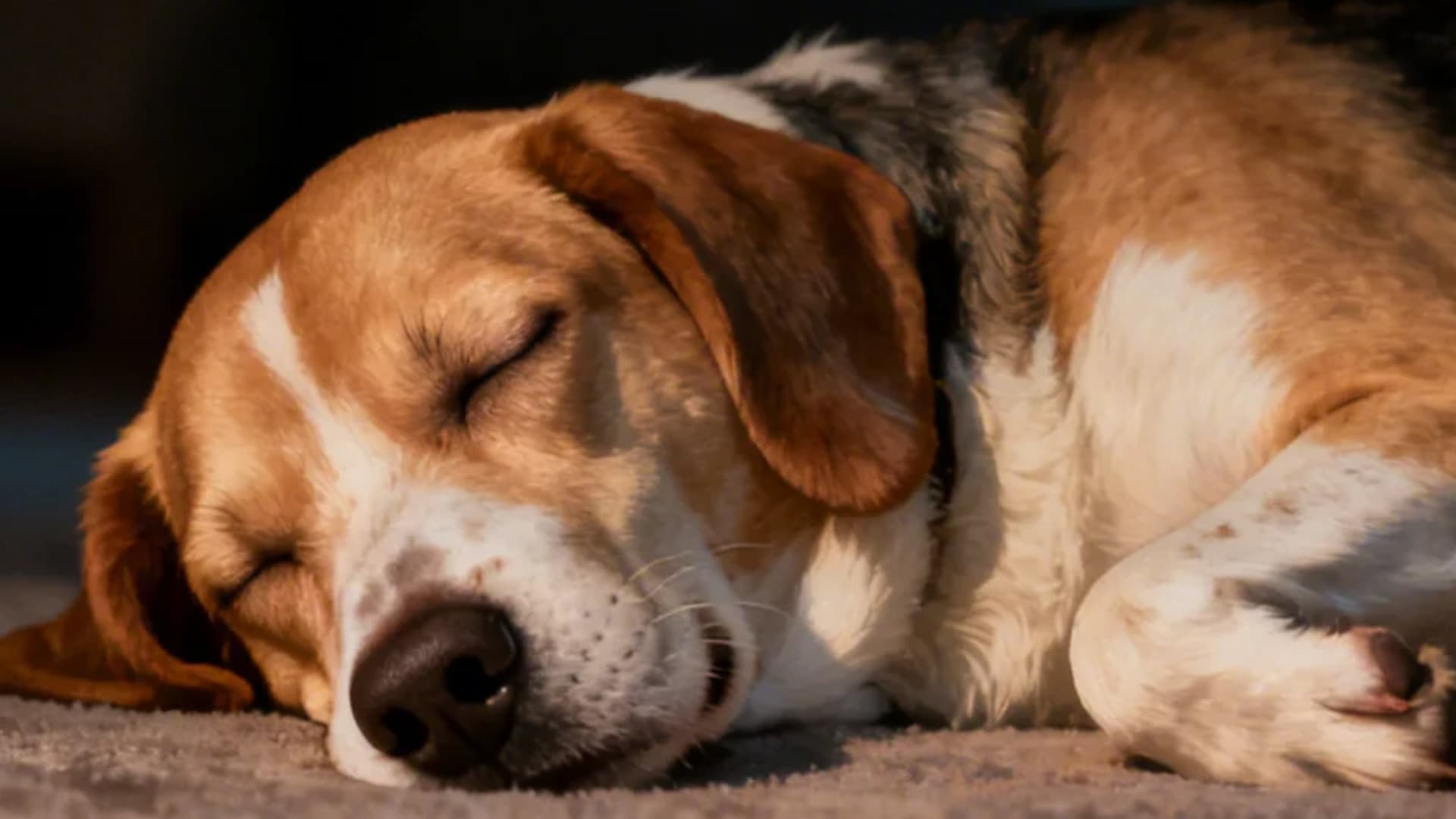 A sleeping dog on the left gently twitching during a dream, relaxed posture, soft breathing