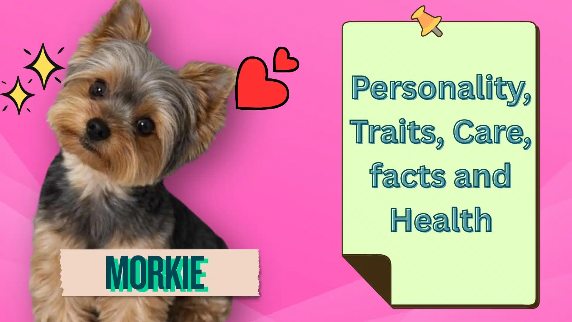 A small Morkie dog on a pink background with informational text and a notepad