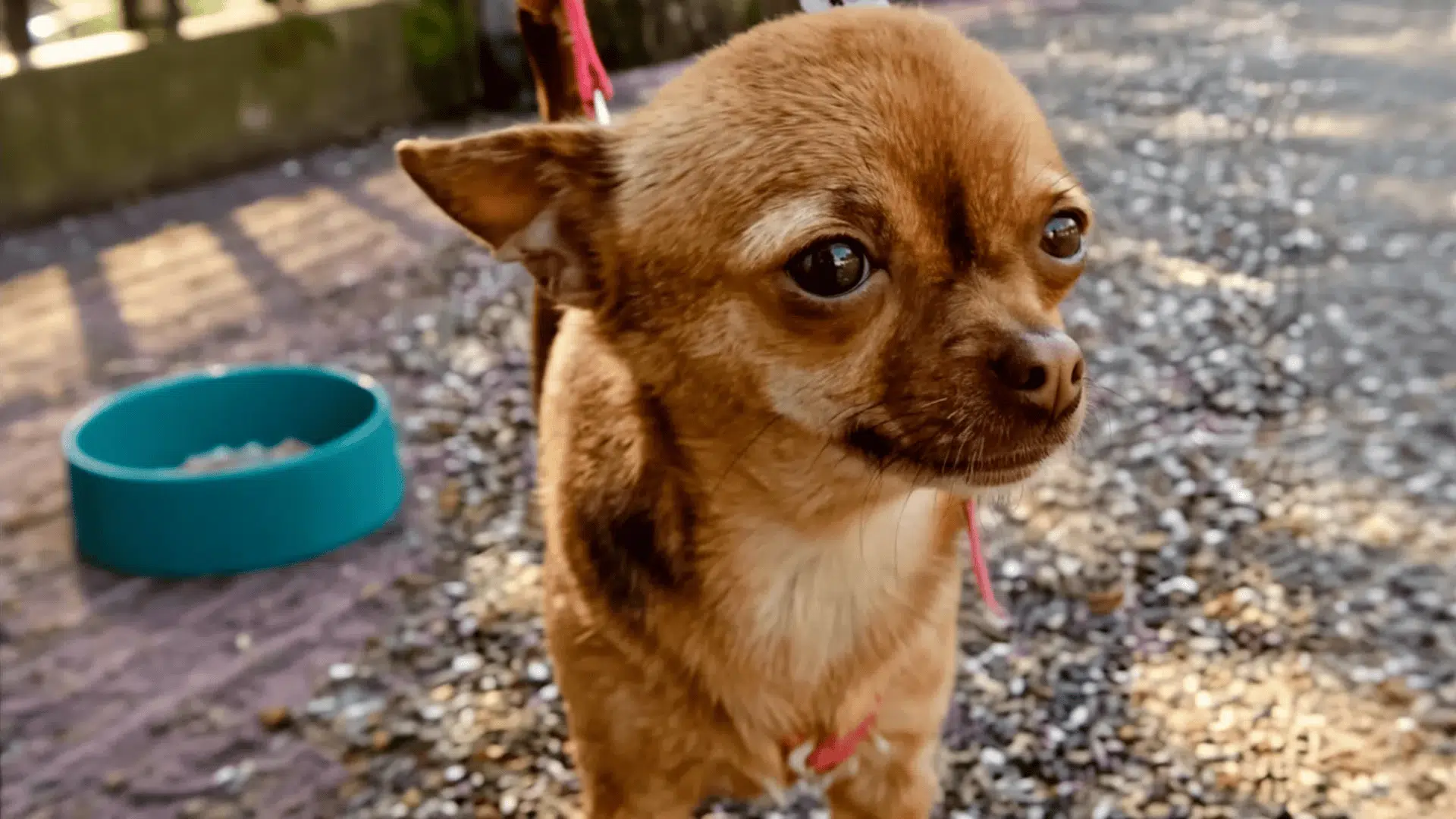 A small brown pear head Chihuahua standing outdoors on a gravel path, wearing a leash, looking alert with a blue food bowl.