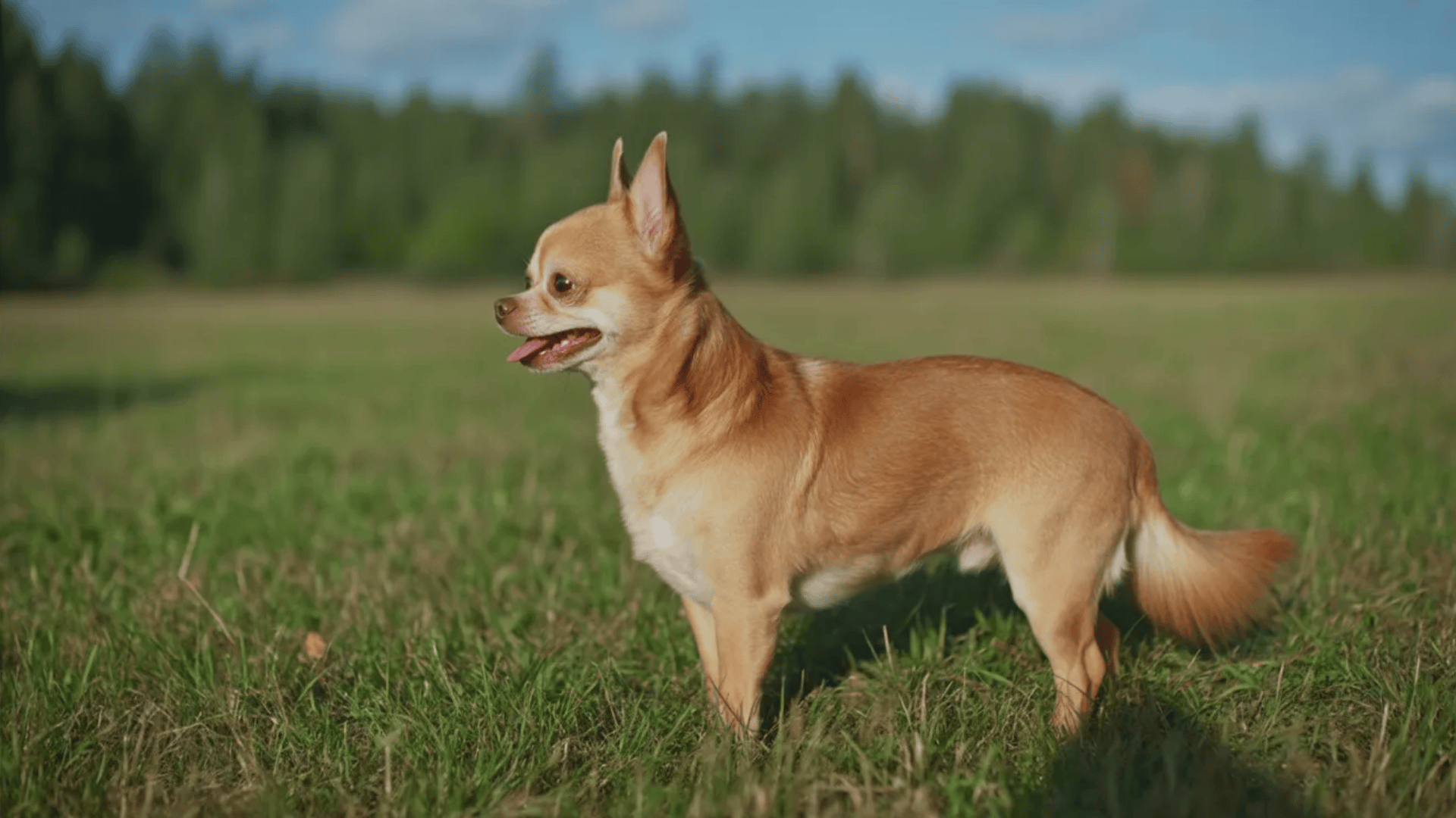 A small light brown, apple head chihuahua dog standing in an open field.
