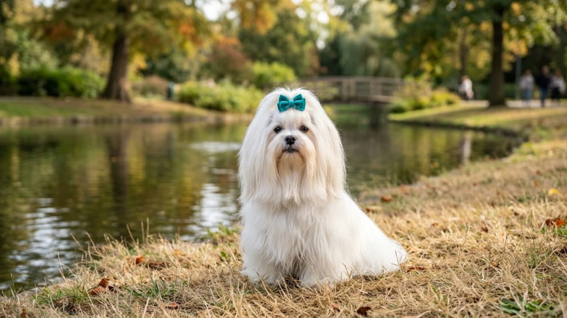 A small white Lhasa Apso dog sitting on dry grass near a calm pond in a park