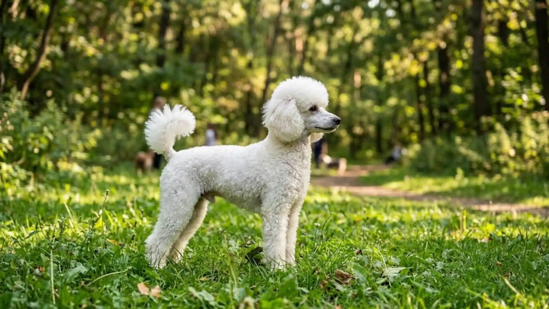 A small white Miniature Poodle dog sitting on dry grass near a calm pond in a park