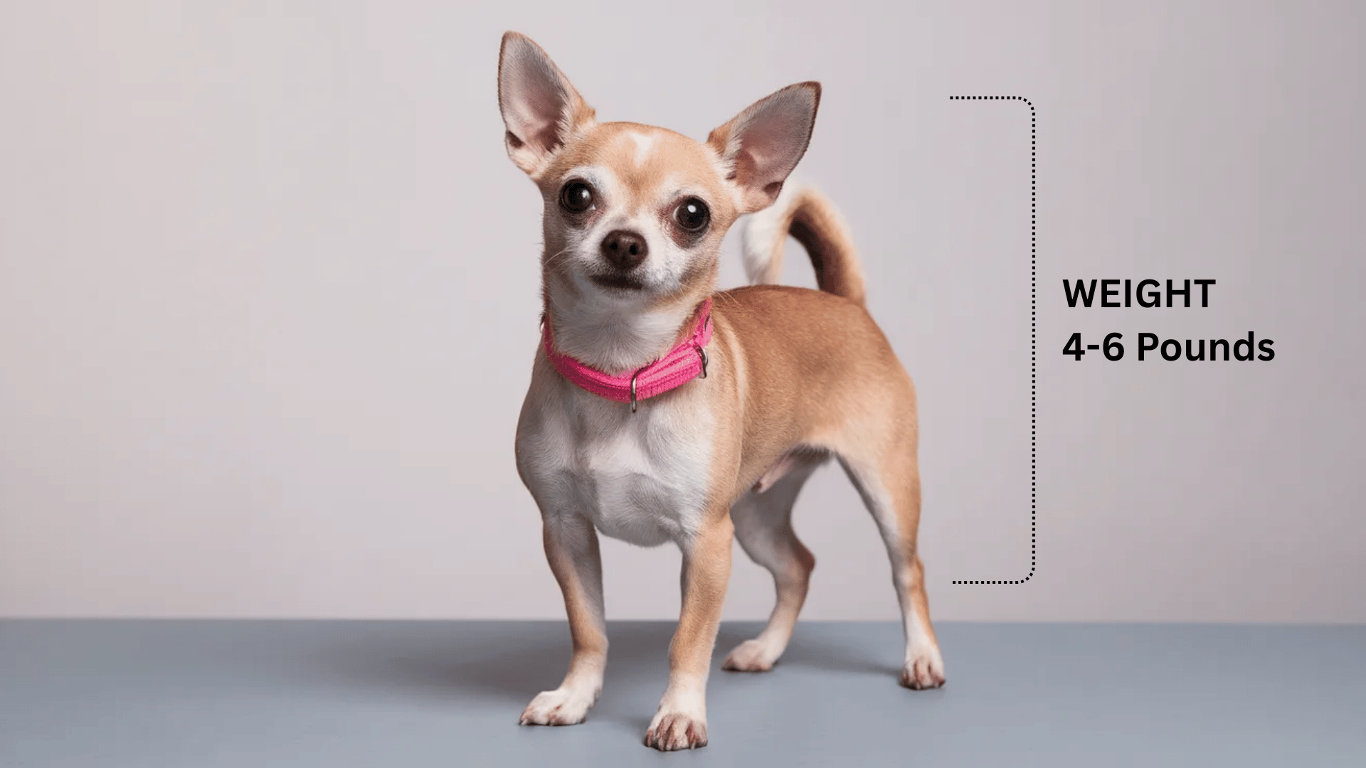 A standard sized tan Chihuahua stands indoors against a plain background wearing a pink collar