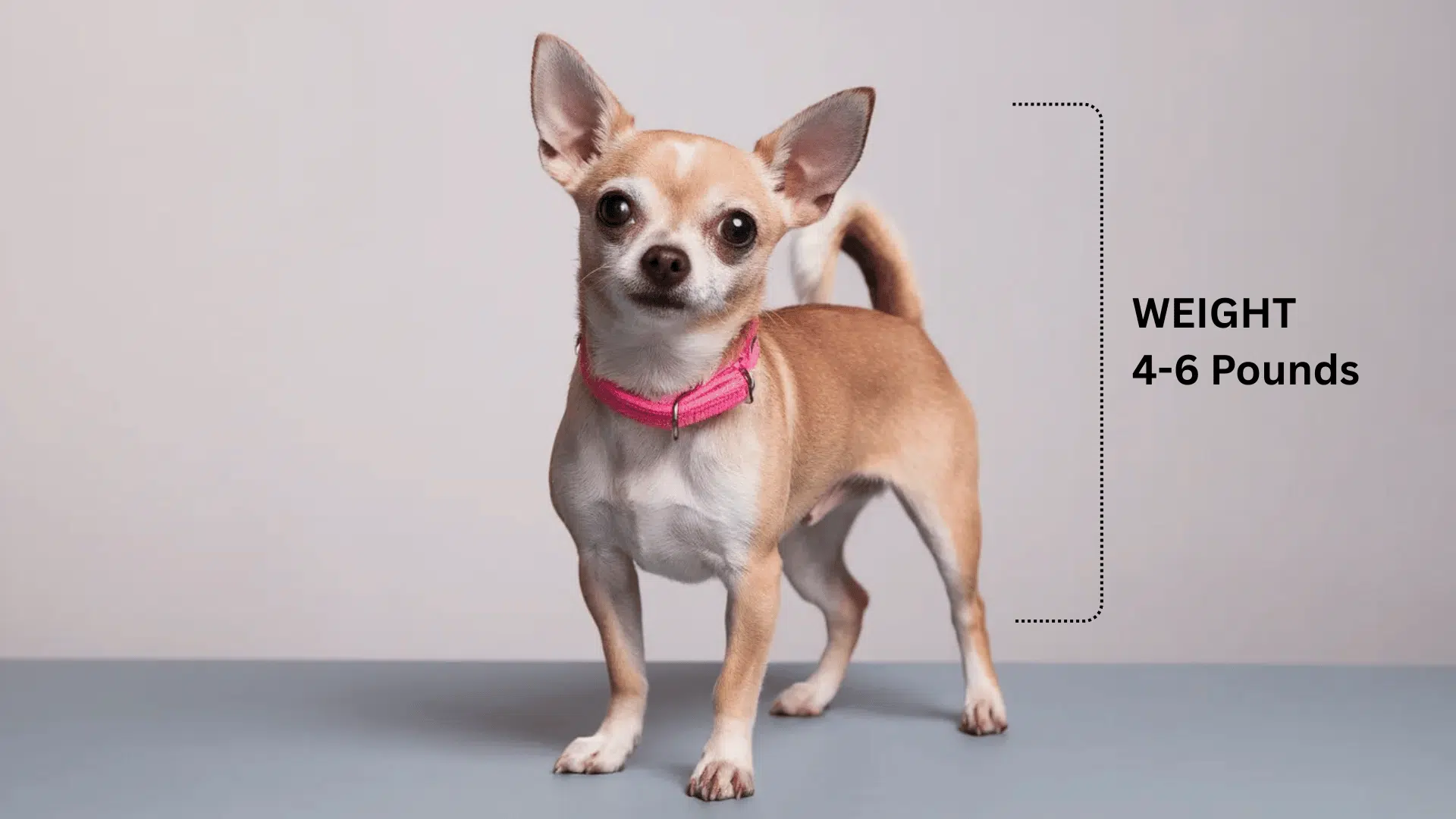 A standard sized tan Chihuahua stands indoors against a plain background wearing a pink collar