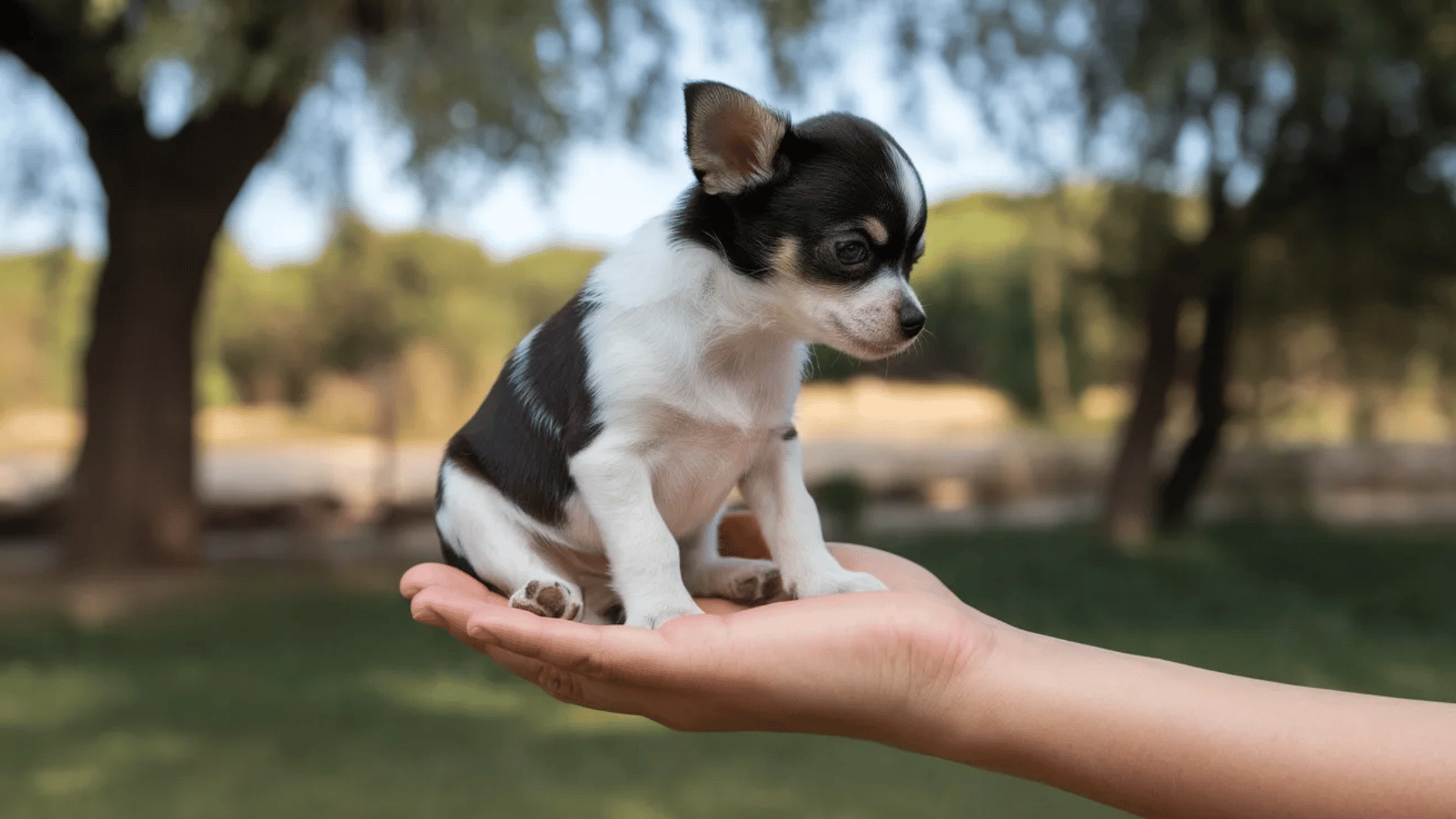 A tiny teacup black and white Chihuahua puppy sits on a person’s hand outdoors in a park