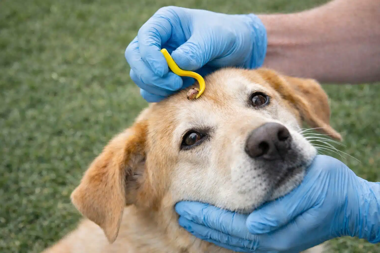 A veterinarian removing a tick from a dog's head to prevent diseases like Babesiosis and Hepatozoonosis
