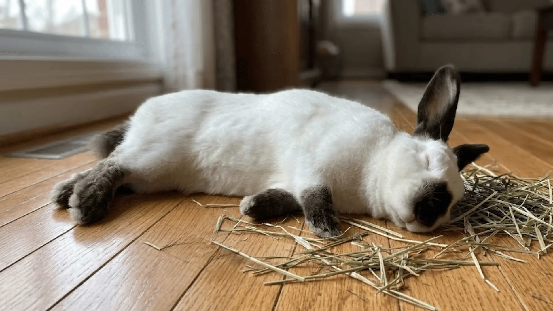 A white Himalayan rabbit with dark points sleeping soundly on a wooden floor next to some hay
