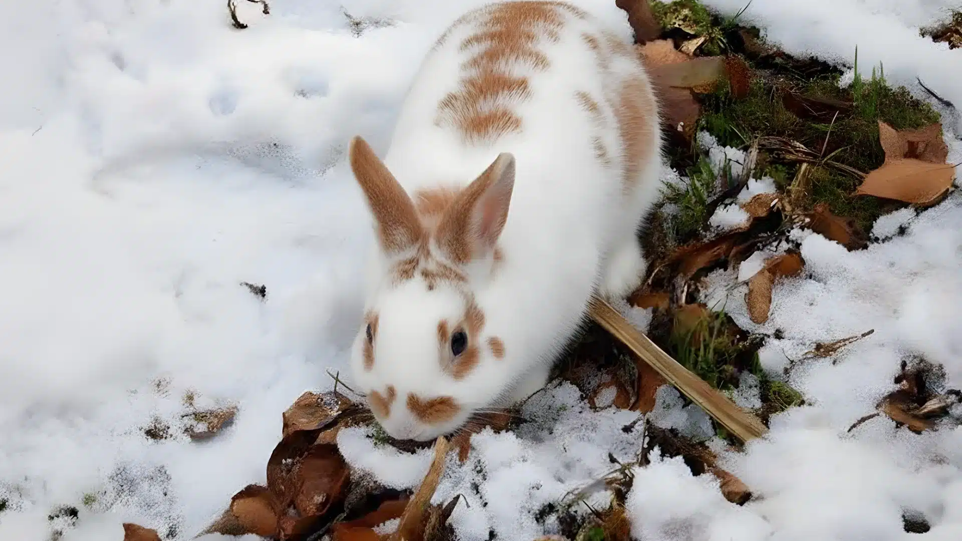 A white and brown spotted rabbit forages in the snow among dry leaves and patches of grass