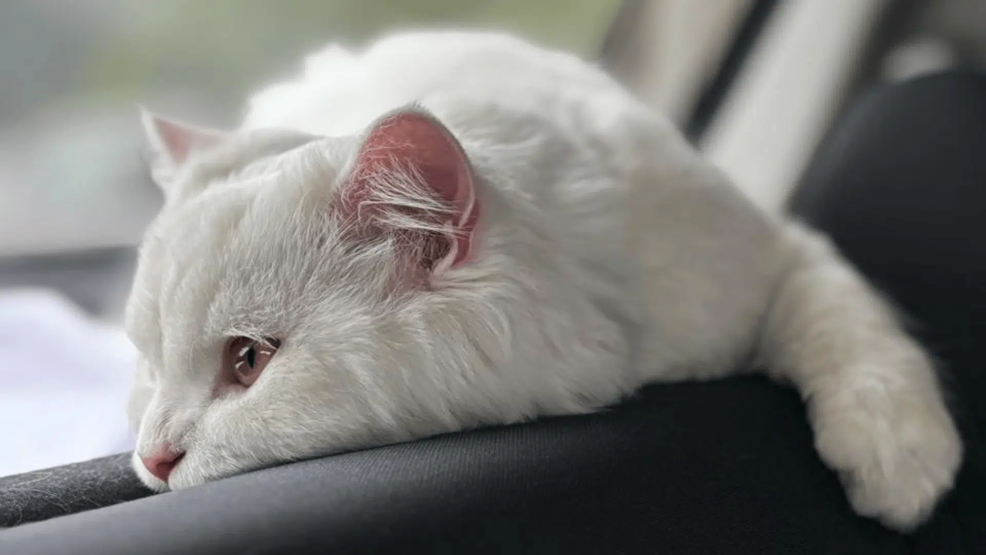 A white cat lies on a dark surface, resting its head and looking off to the side with a relaxed expression