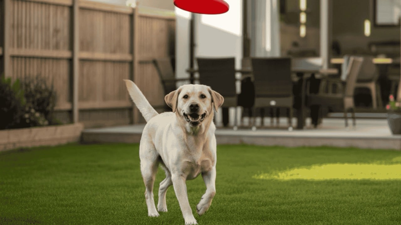 A yellow Lab happily running in a grassy backyard while a red frisbee flies through the air