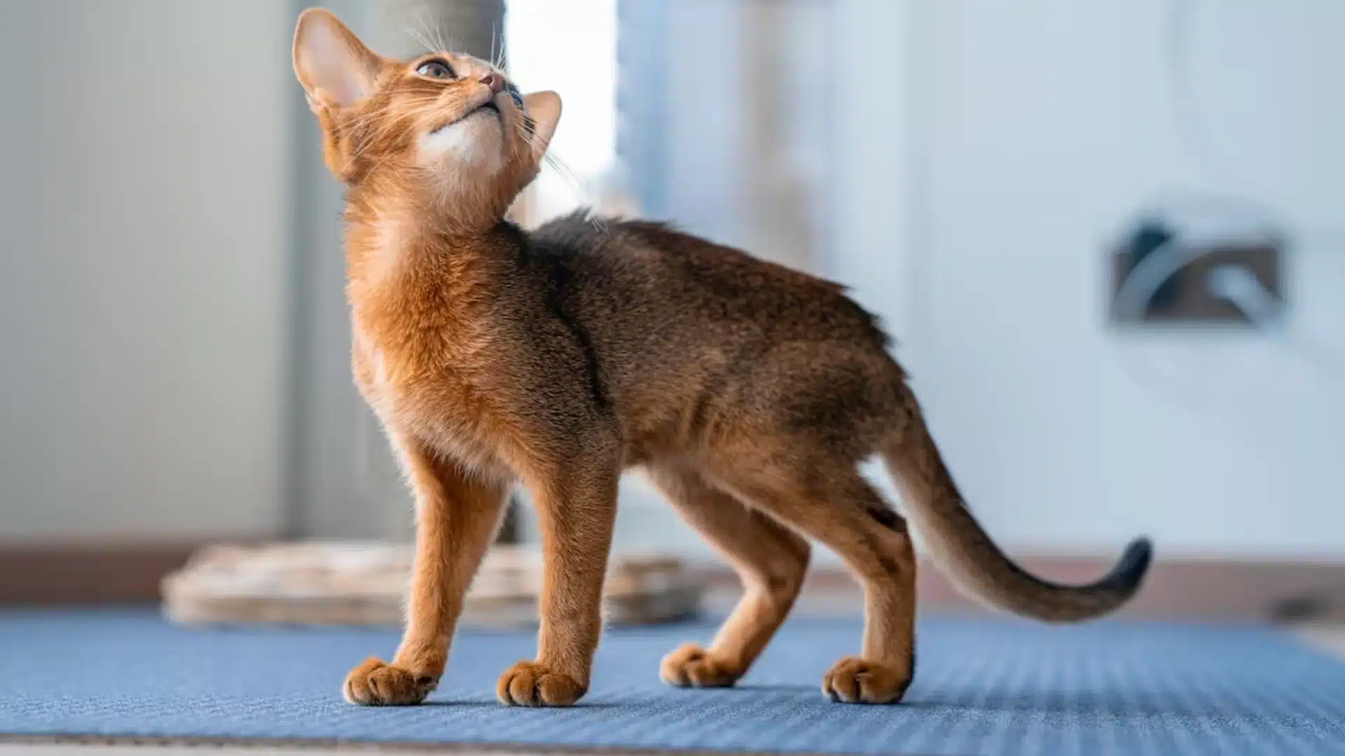 Abyssinian cat with ticked brown coat and slender body standing indoors on a blue mat in natural light