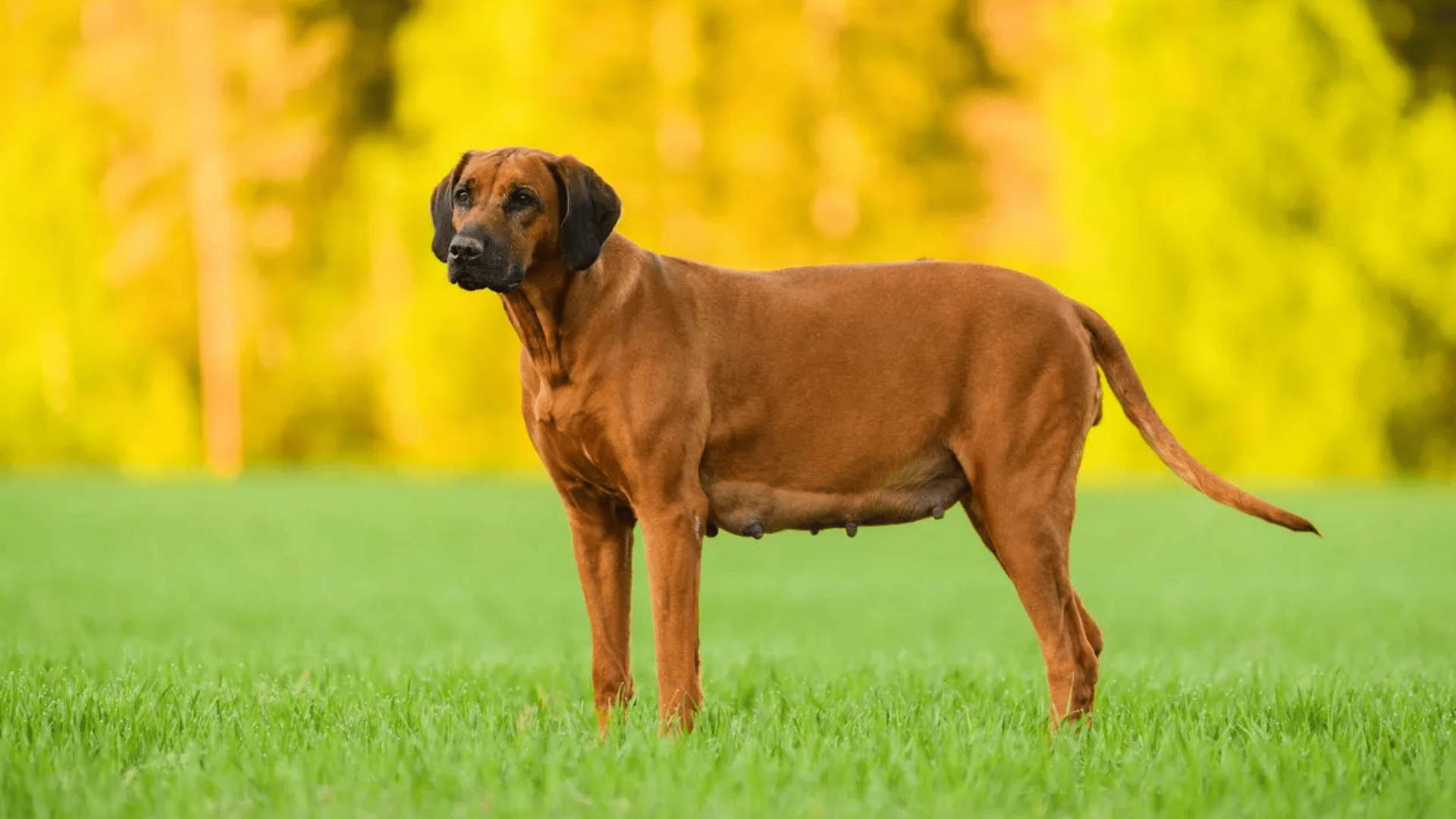 Adult female dog standing on green grass outdoors, showing visible mammary glands after nursing puppies.