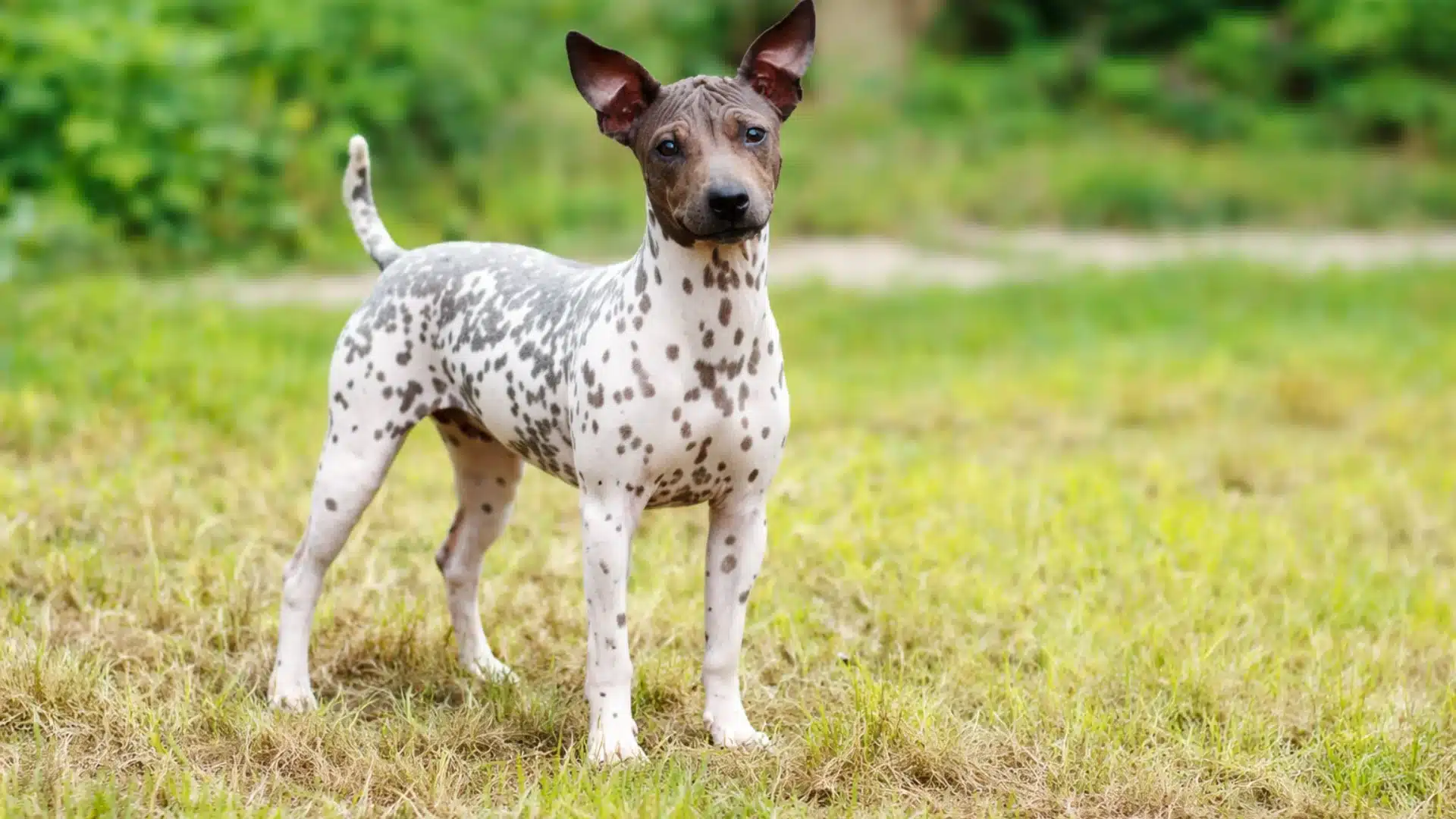 American hairless terrier standing alert on grass, white coat with brown spots and ears upright outdoors