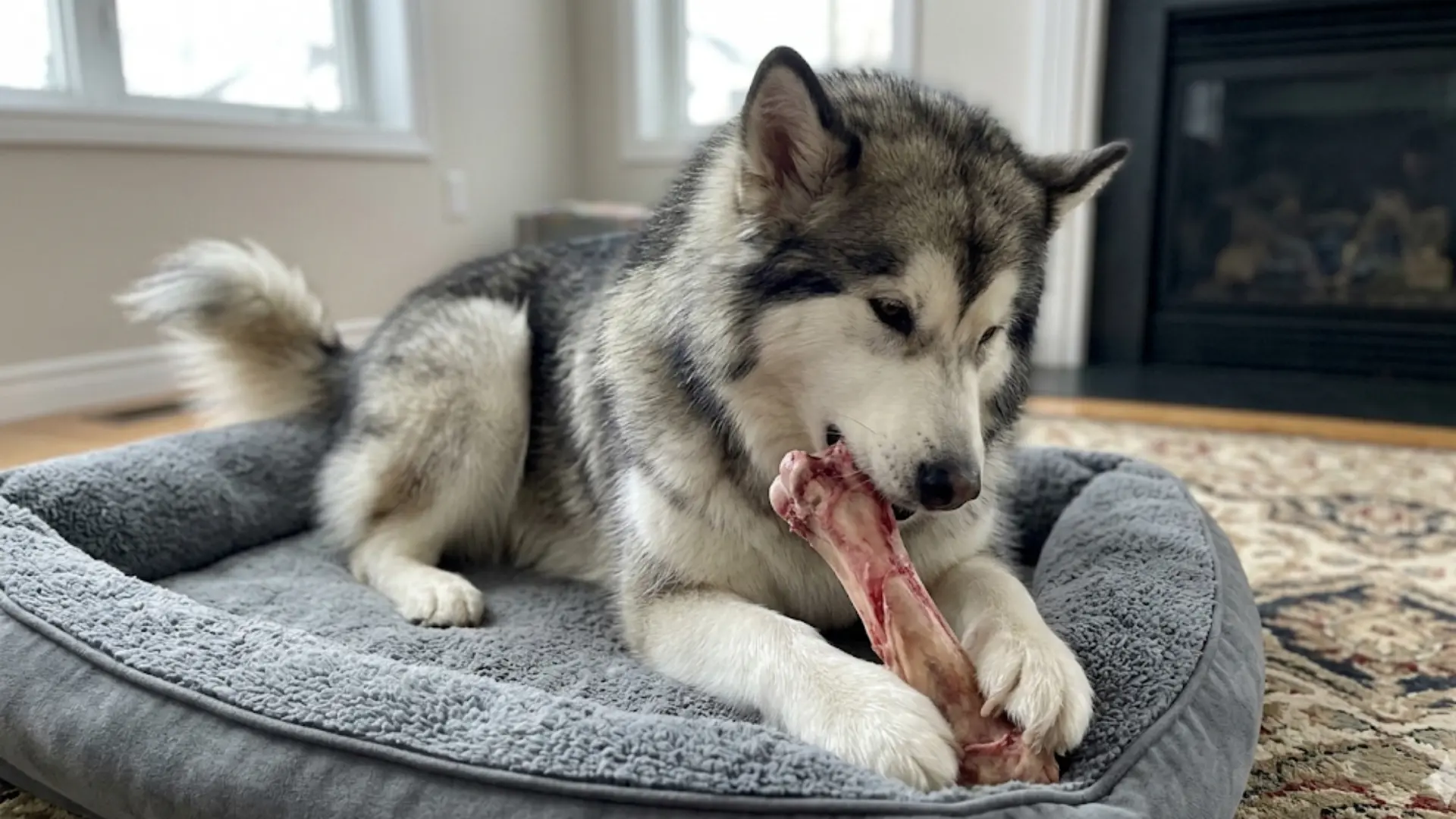 An Alaskan Malamute with grey and white fur sits on a plush grey dog bed while focused on chewing a large bone