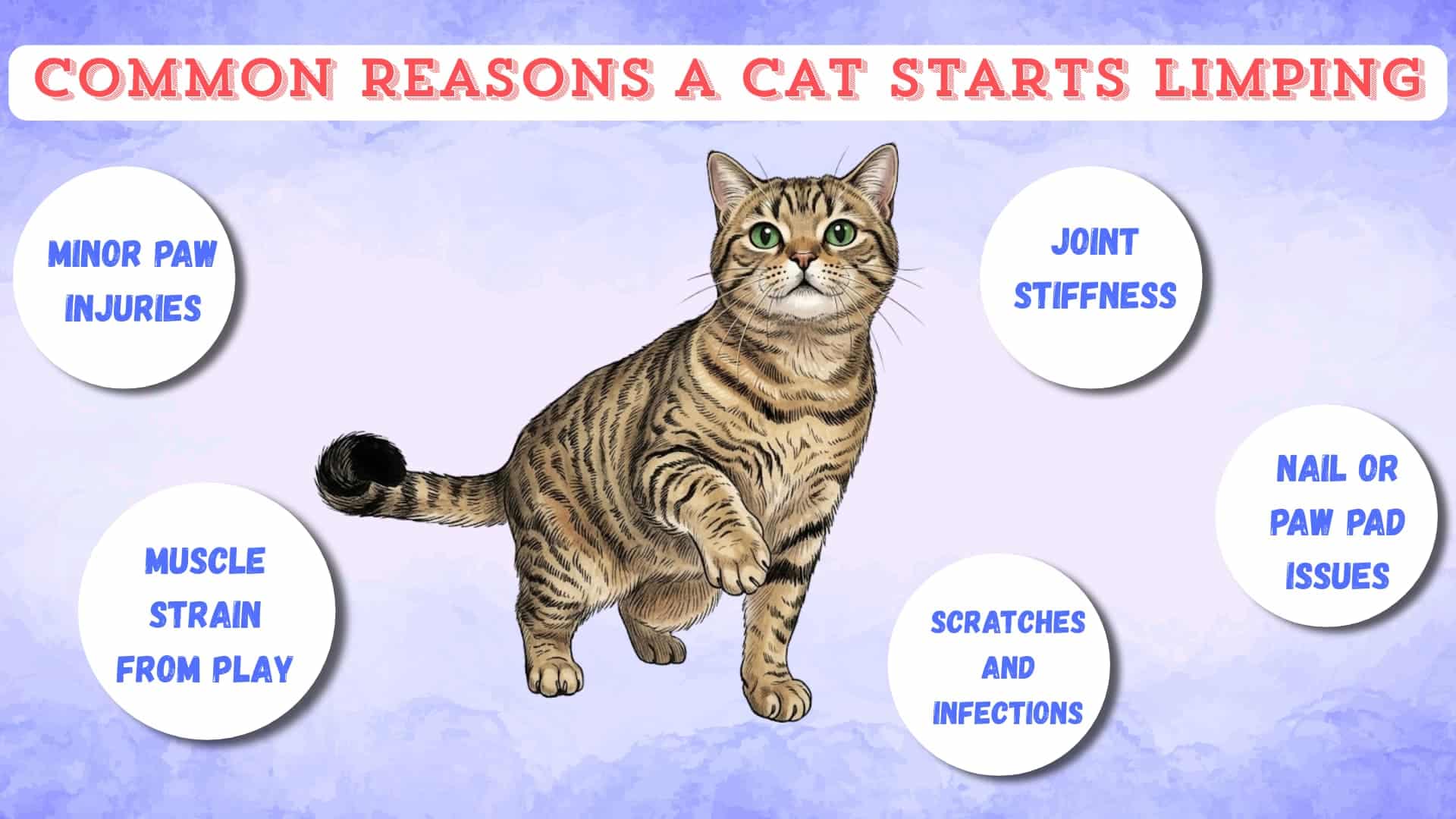 An infographic image of common reasons a cat starts limpimg