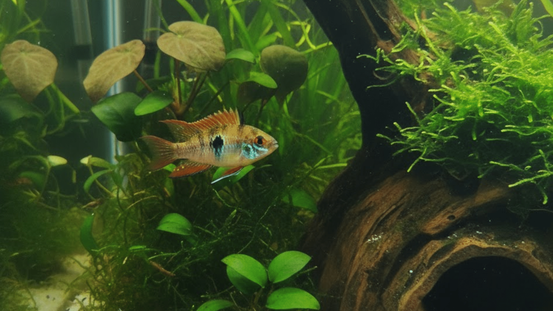 Apistogramma glide past moss covered driftwood inside a calm green planted aquarium