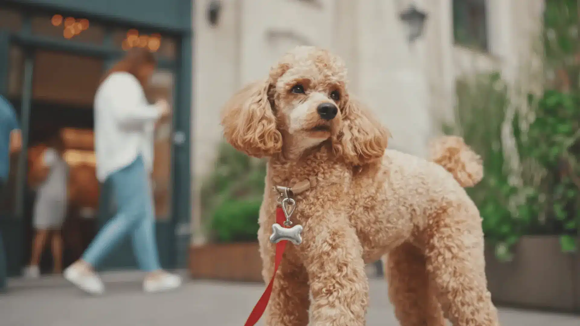 Apricot standard poodle on red leash standing on sidewalk near storefront with people in background