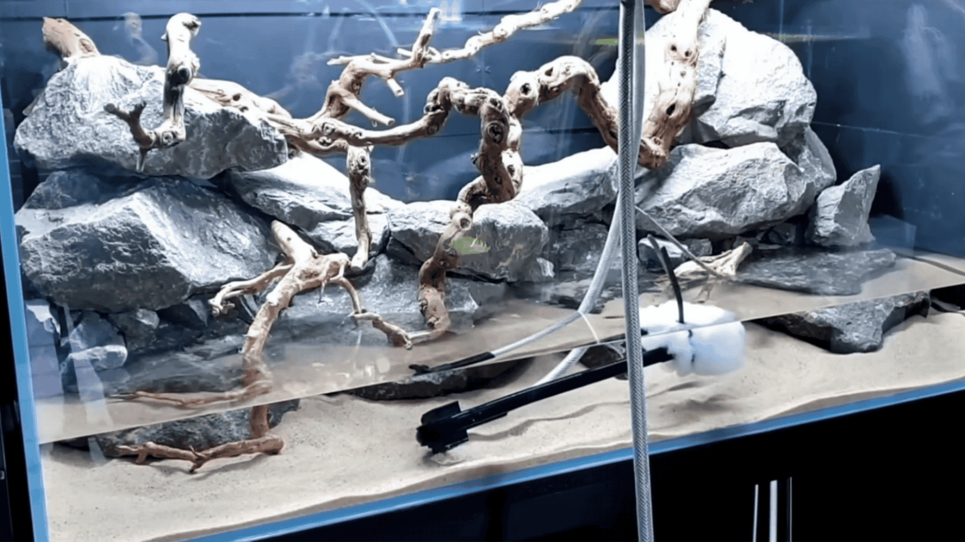 Aquarium featuring gray rocks, twisted driftwood, sand substrate, and a pipe filling the water