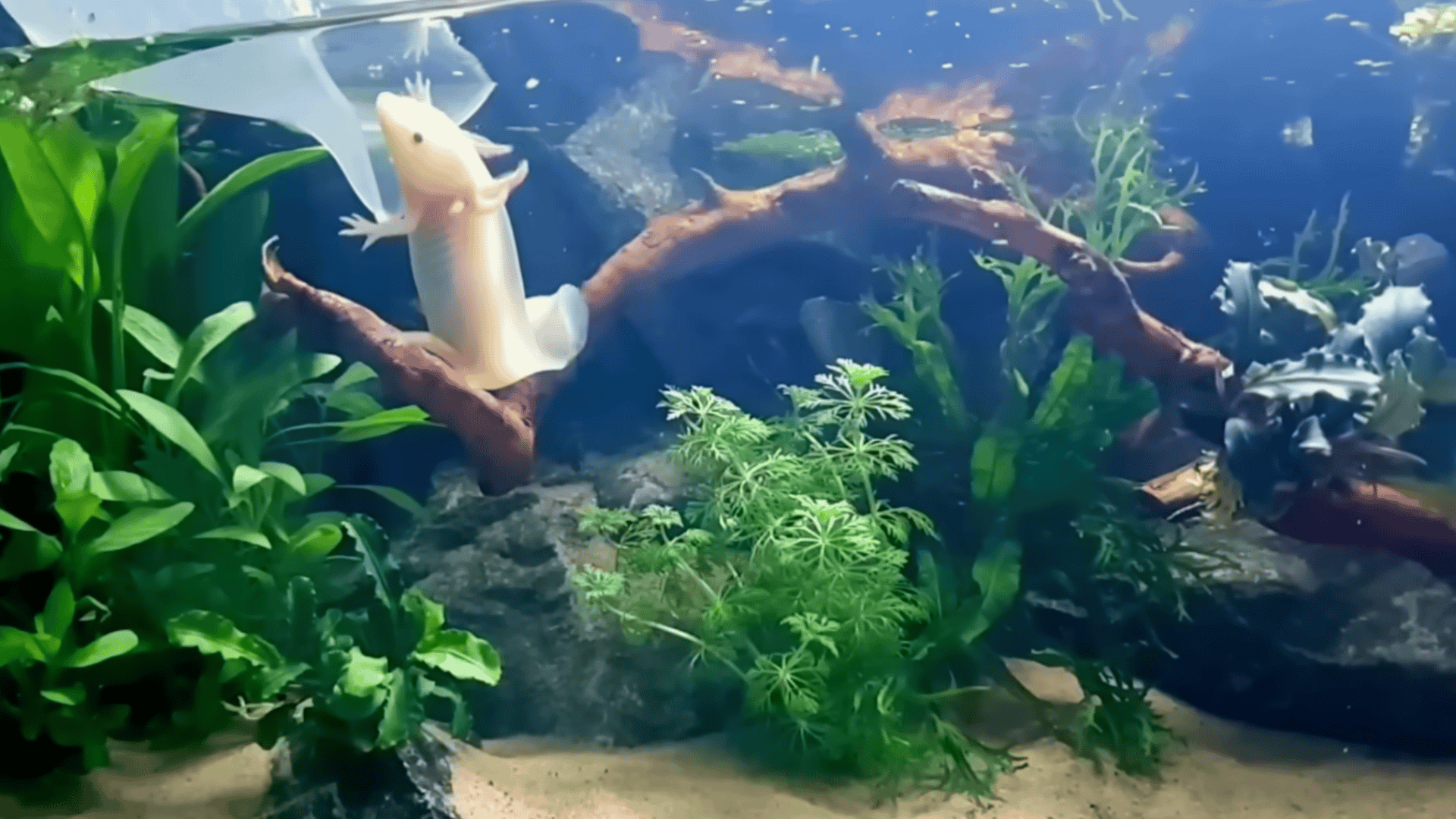 Axolotl swimming in planted aquarium with driftwood, rocks, sand substrate, and lush green aquatic plants