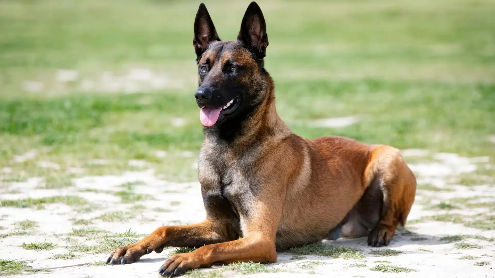 Belgian Malinois sitting alert outdoors, energetic and intelligent guard dog breed ready for protection and action
