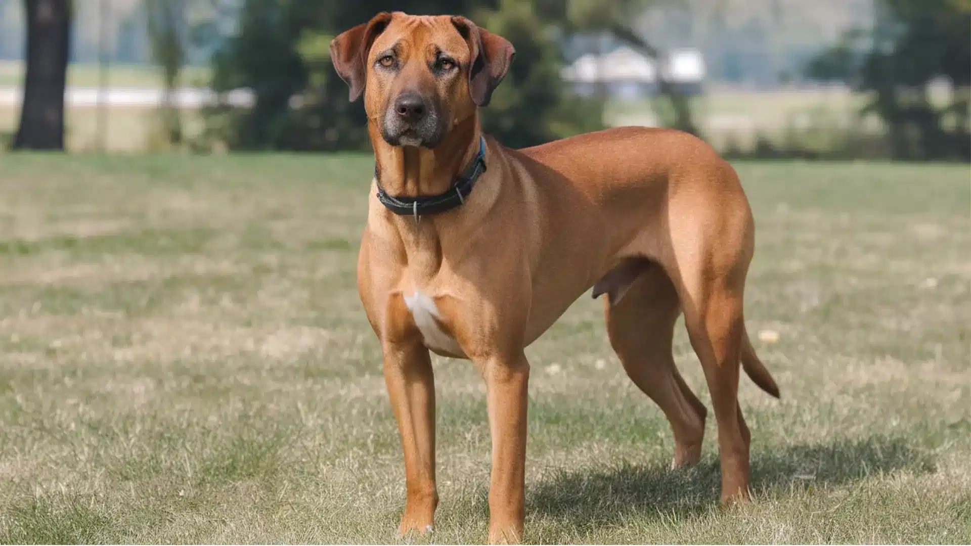 Belgian Malinois standing alert on grass field, strong working guard dog breed known for protection and loyalty
