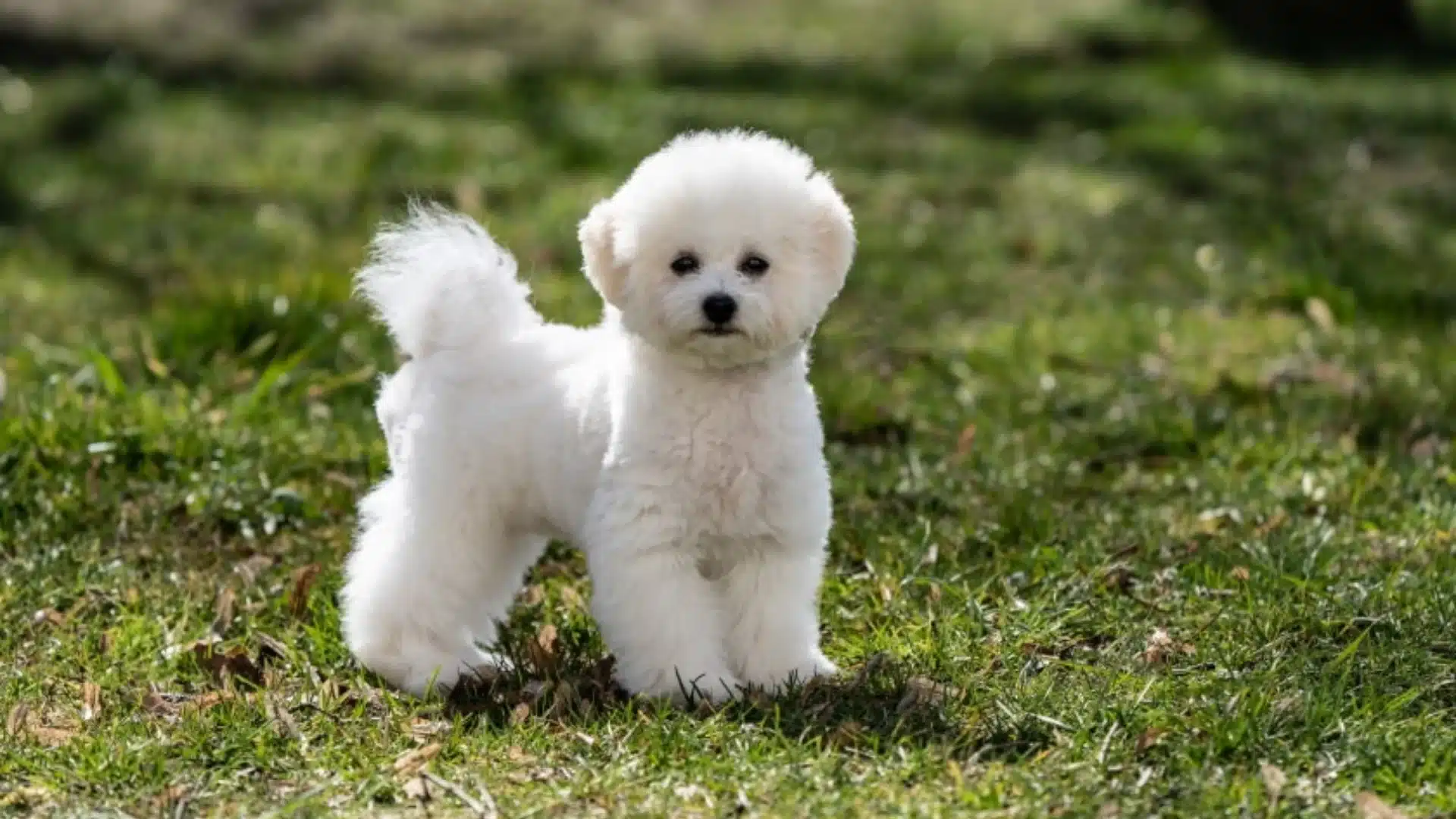 Bichon Frise puppy standing on green grass outdoors with soft sunlight and blurred natural background
