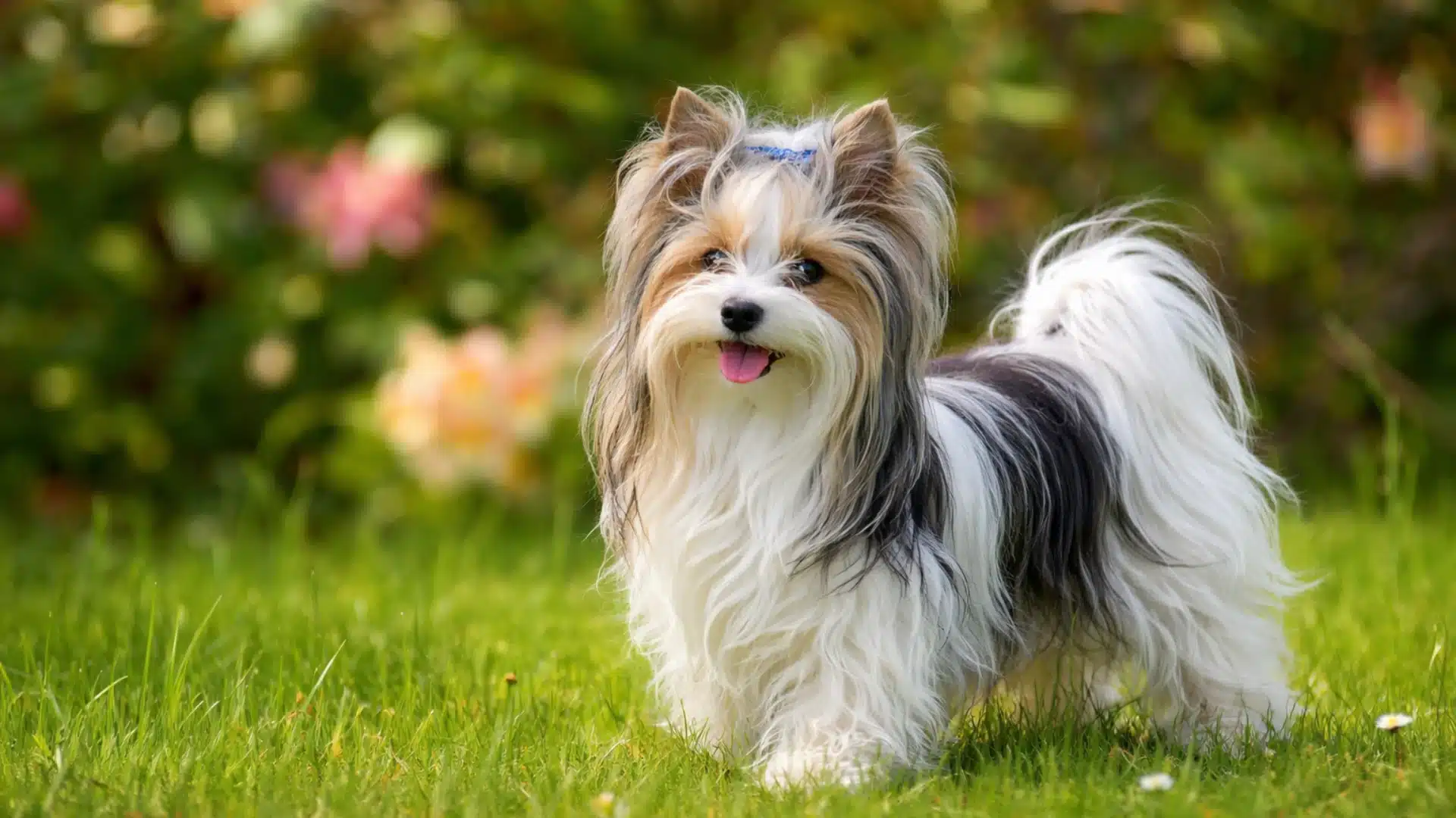 Biewer terrier standing on green grass in a garden, long silky coat flowing and ears perked in soft daylight