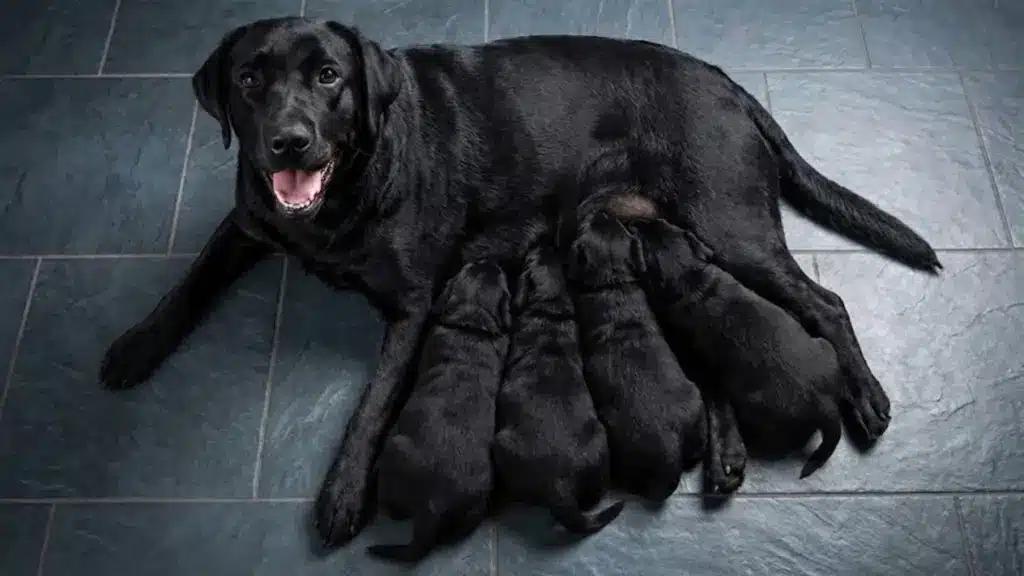 Black Labrador mother lying on a floor while four puppies nurse, showing a calm moment of bonding and feeding between the dog and pups