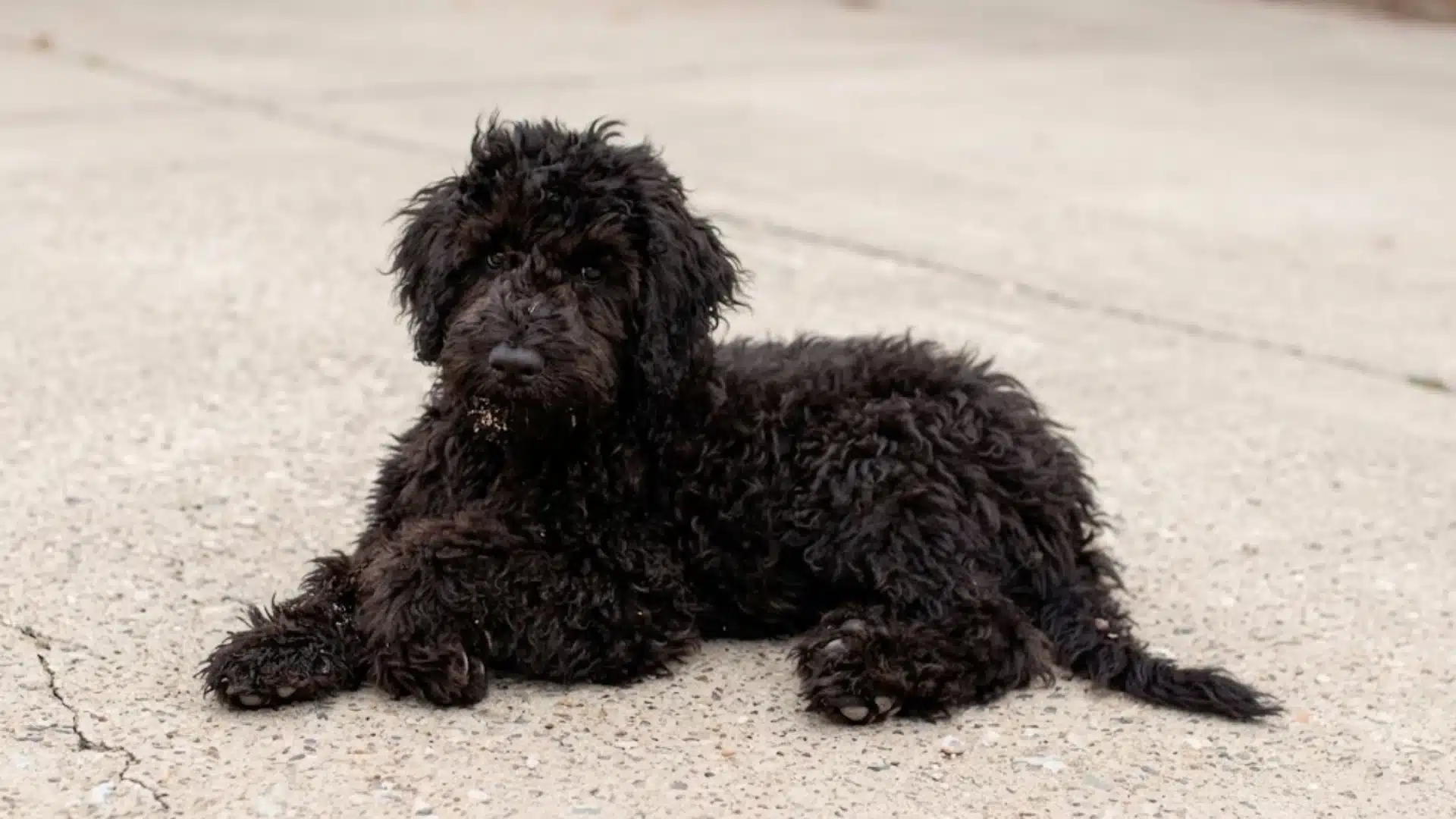Black Portuguese Water Dog puppy lying on pavement, showing its curly black coat and appearance