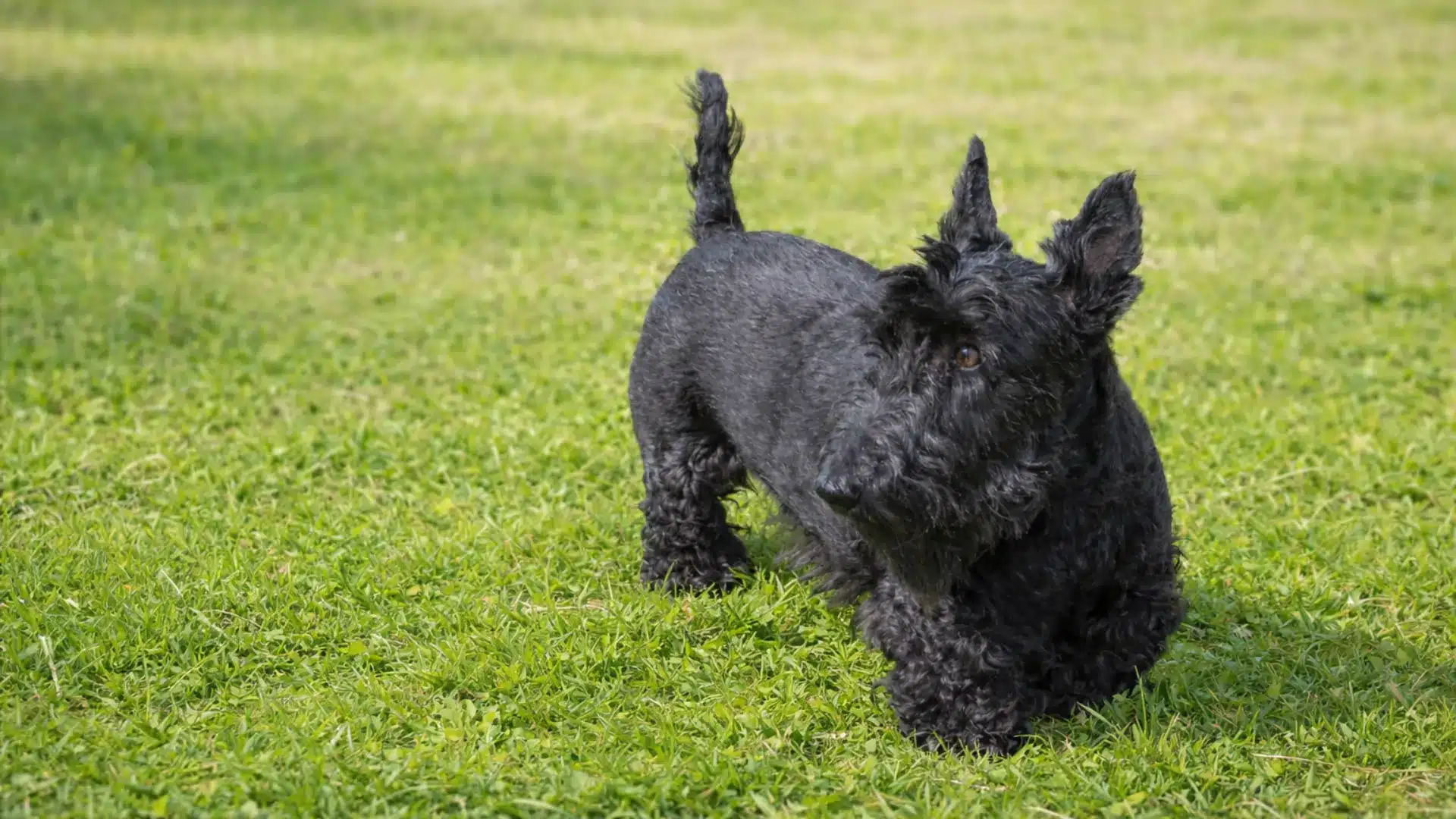Black Scottish Terrier standing on bright green grass, ears upright and looking alert in a sunny open field