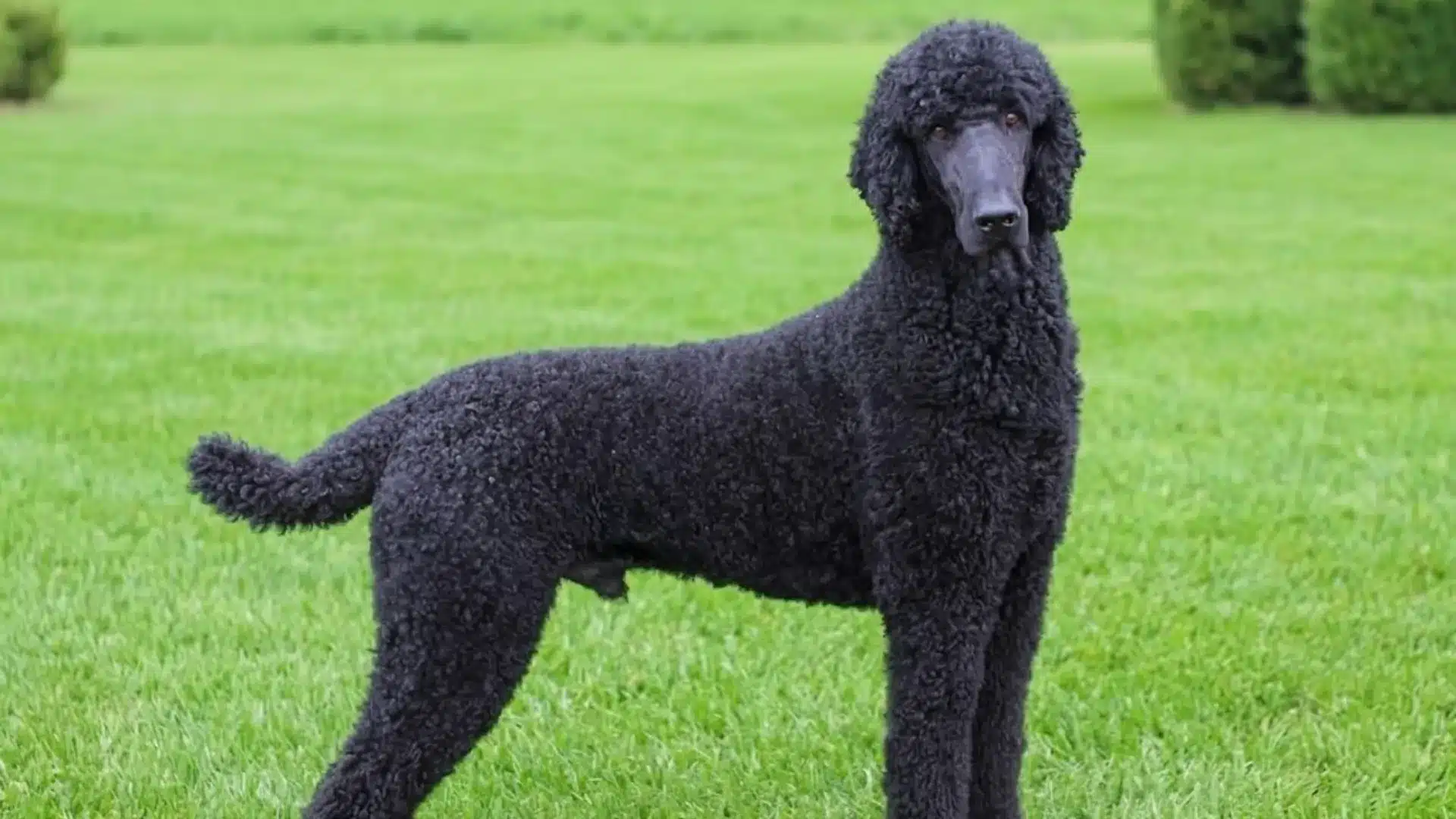 Black Standard Poodle standing on green grass, showing its tall elegant body, dense curly black coat, and classic poodle posture