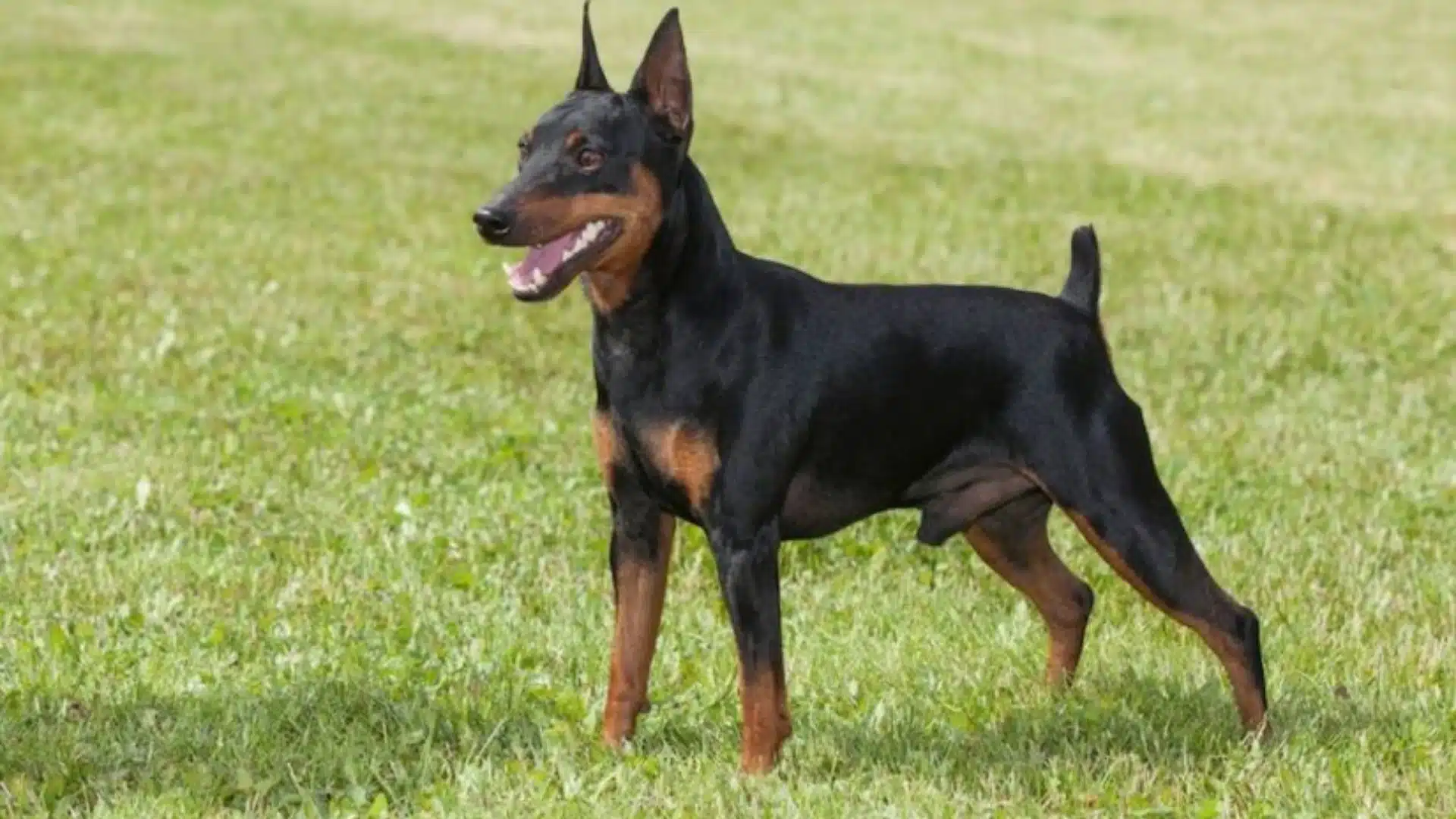Black and tan manchester terrier standing on green grass, ears upright and mouth open in a bright outdoor setting