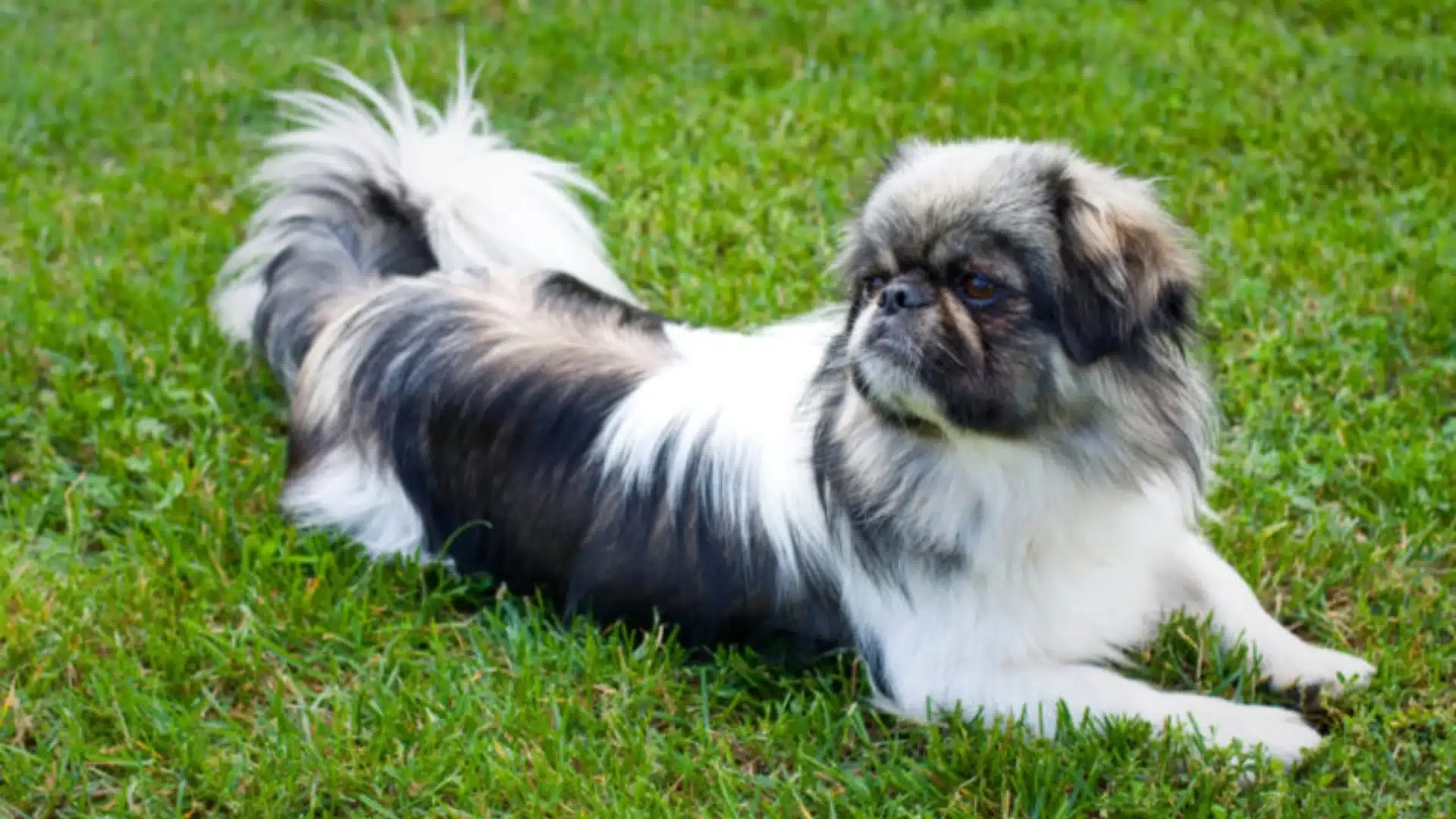 Black and white Pekingese lying on green grass, long silky coat and fluffy tail, looking to the side outdoors