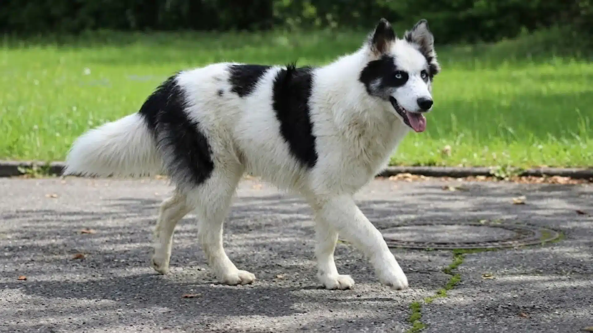 Black and white Yakutian Laika walking on a paved path in a green park with trees in the background