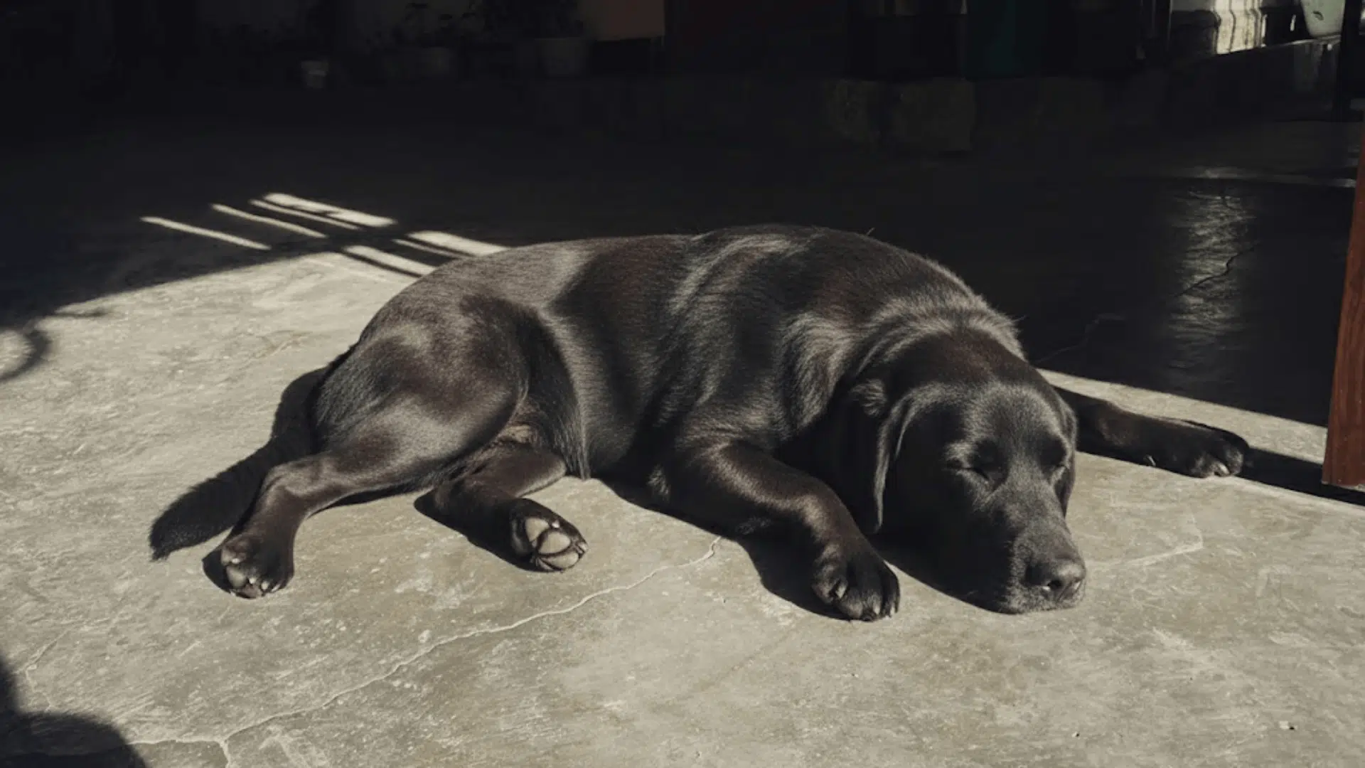 Black dog resting on an indoor concrete floor, stretched out and enjoying warm sunlight through a nearby window