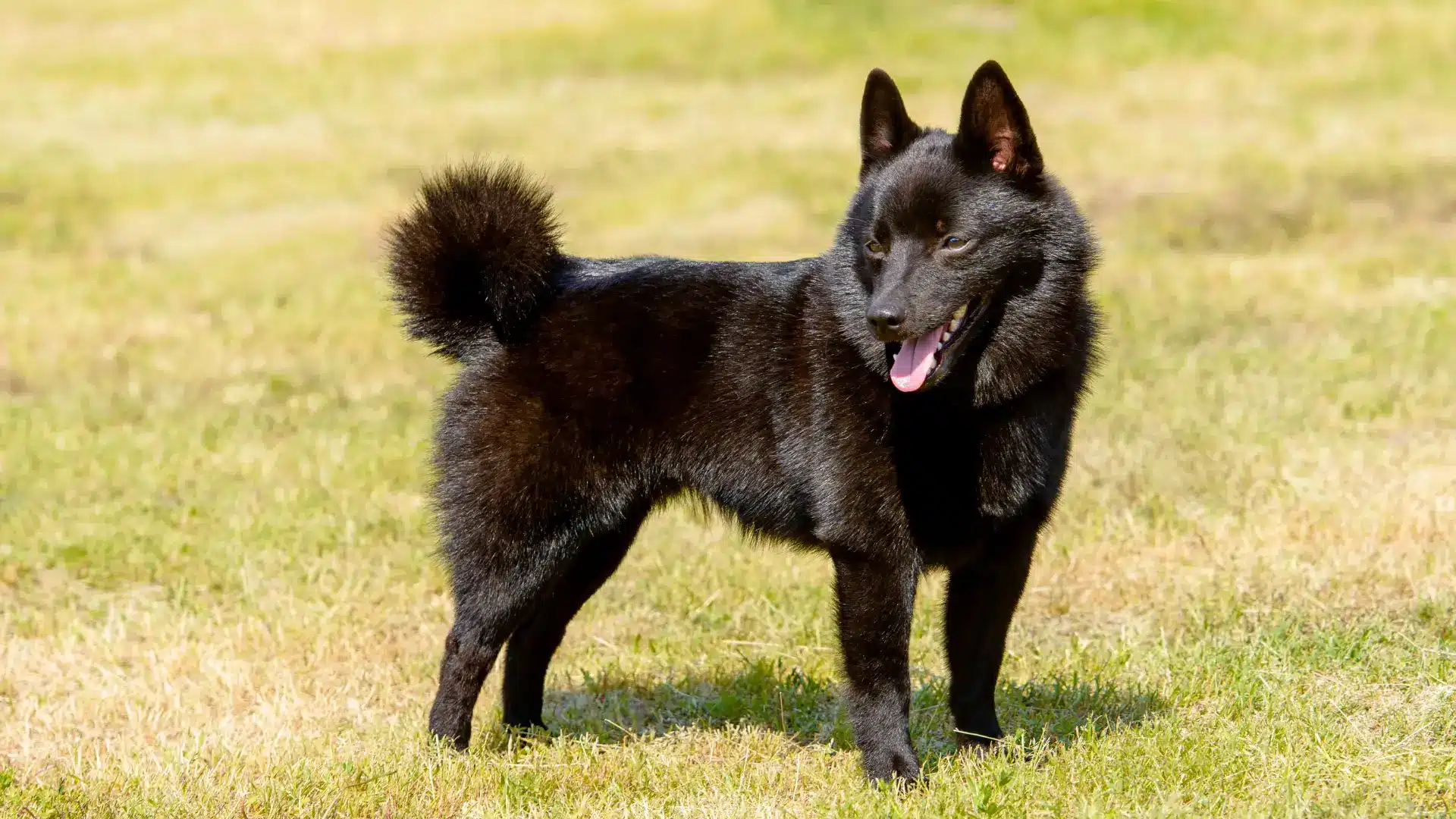 Black schipperke standing on dry grass, tail curled and ears upright with tongue out in sunny field