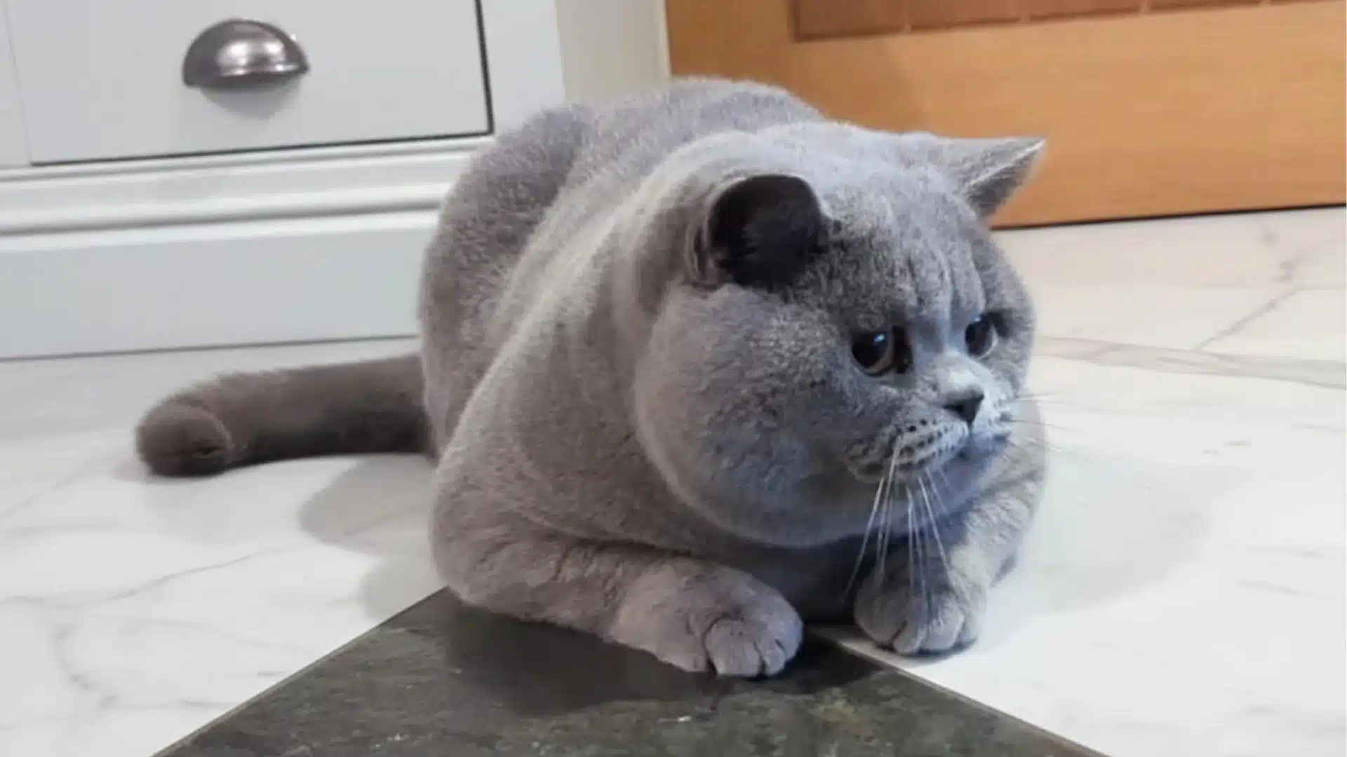 Blue gray British Shorthair cat with round face and dense plush coat sitting on a tiled kitchen floor indoors