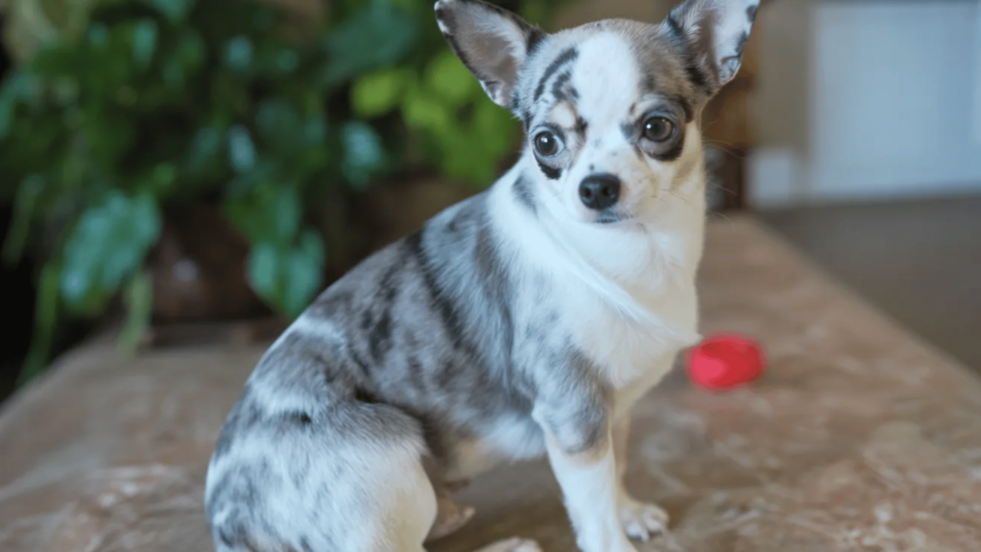 Blue merle patterned Chihuahua sits indoors with houseplants behind
