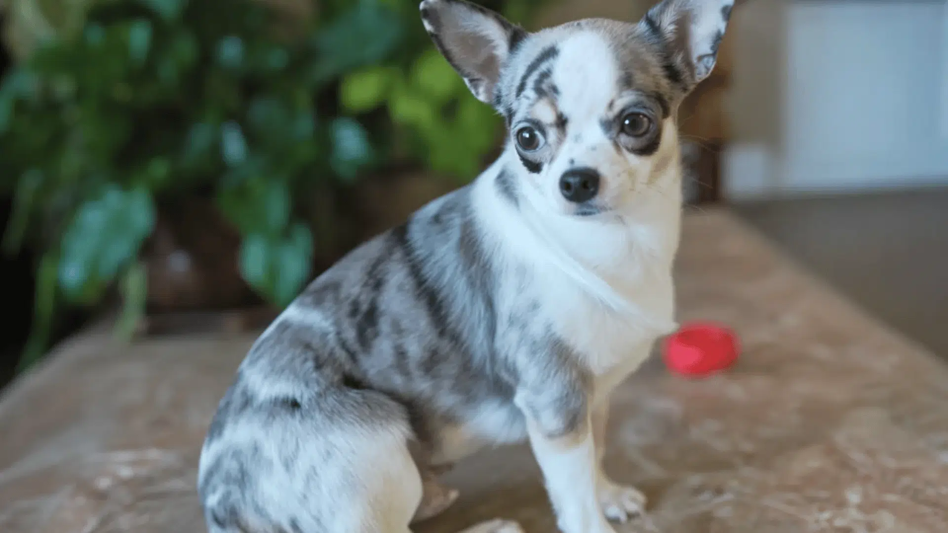 Blue merle patterned Chihuahua sits indoors with houseplants behind
