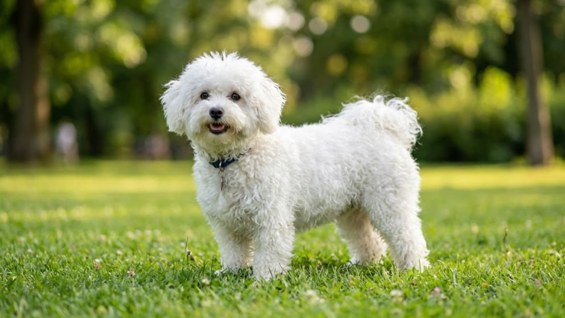Bolognese breed dog sitting in a grassy backyard background