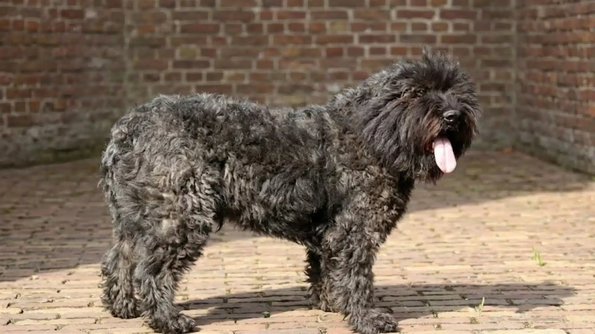 Bouvier des Flandres standing on a brick path, showing its thick curly coat, strong build, and rugged working dog appearance
