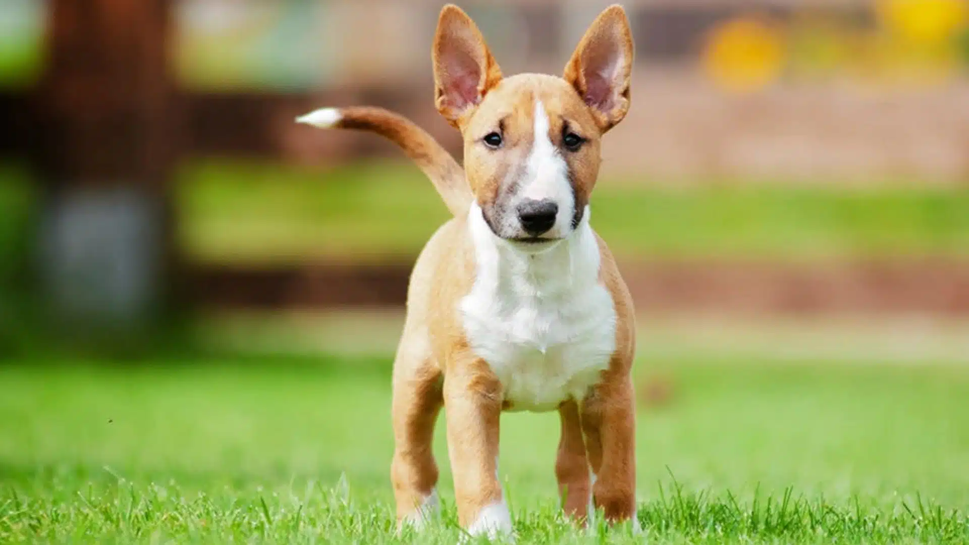 Brown and white bull terrier puppy standing on green grass, ears upright and looking forward in a park setting