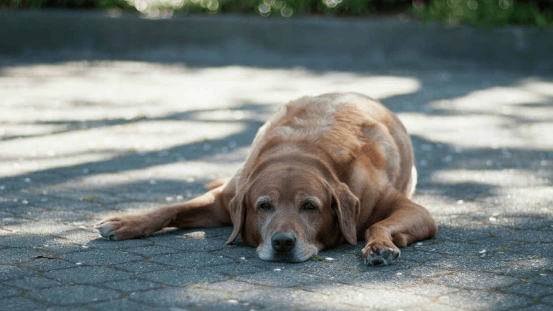Brown dog lying flat on a paved path outdoors, resting calmly in sunlight with head down and paws stretched forward