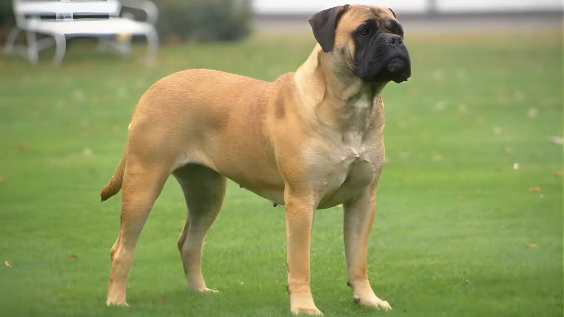 Bullmastiff standing on grass, large and powerful guard dog breed known for calm strength and home protection