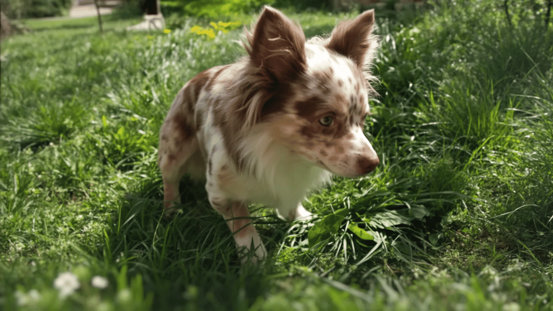 Candid picture of a small merle chocolate Chihuahua standing in a grassy garden in daylight