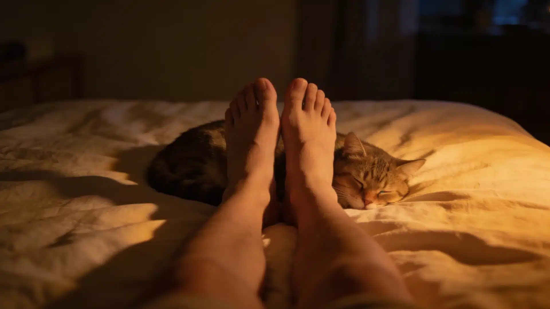 Cat sleeping on a bed beside a person’s feet under warm bedroom lighting in a calm nighttime scene