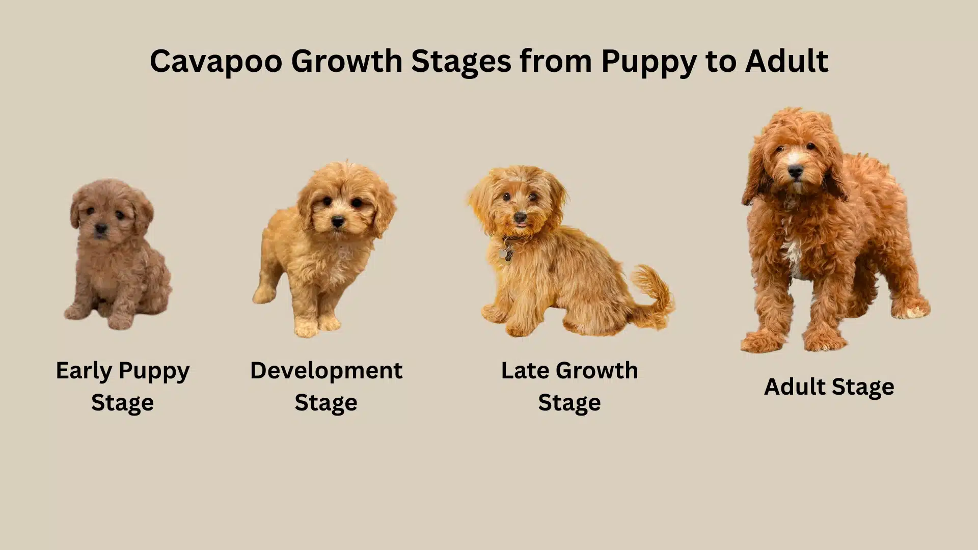 Cavapoo growth stages showing early puppy, development, late growth, and adult Cavapoo size progression